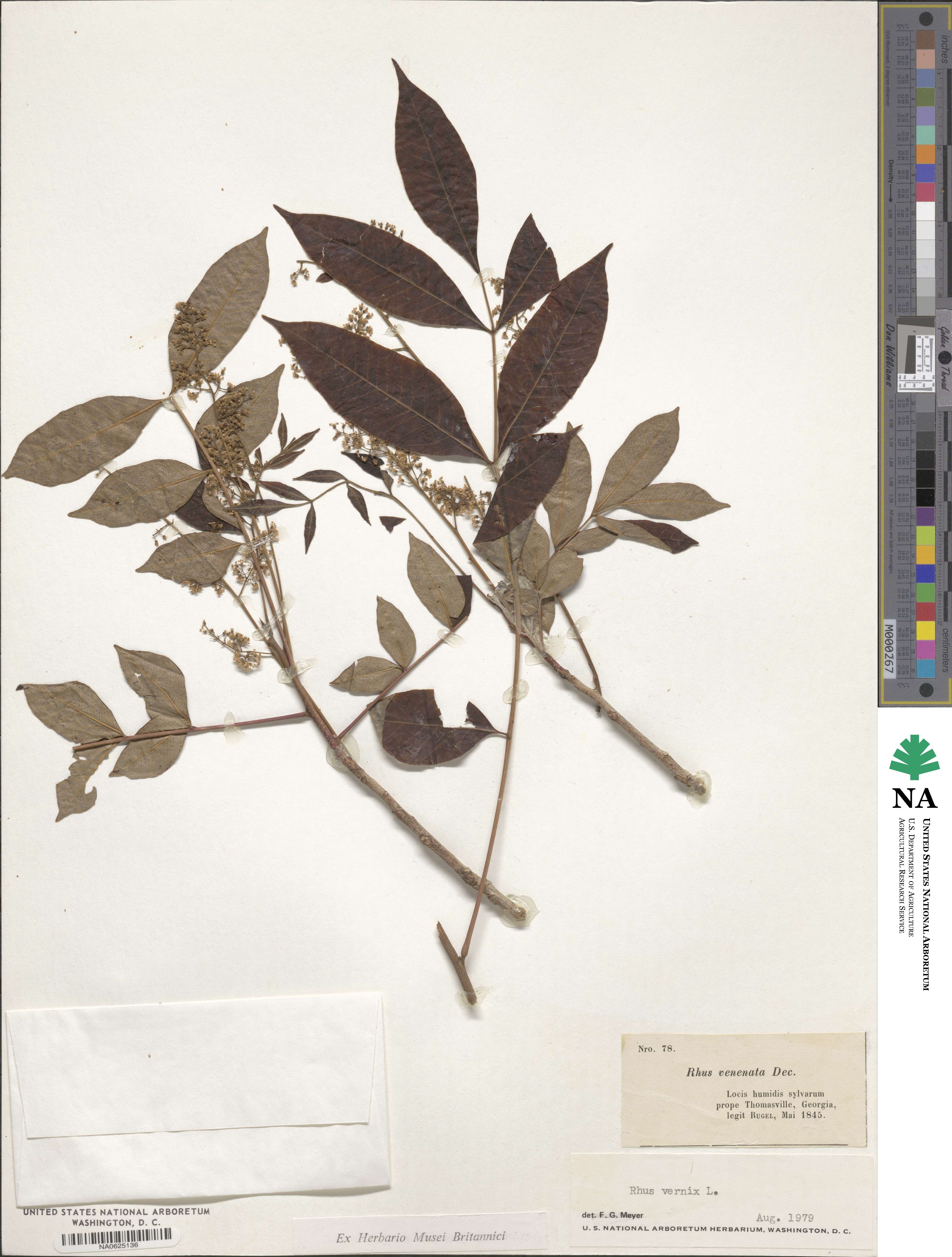 Toxicodendron radicans subsp. radicans image