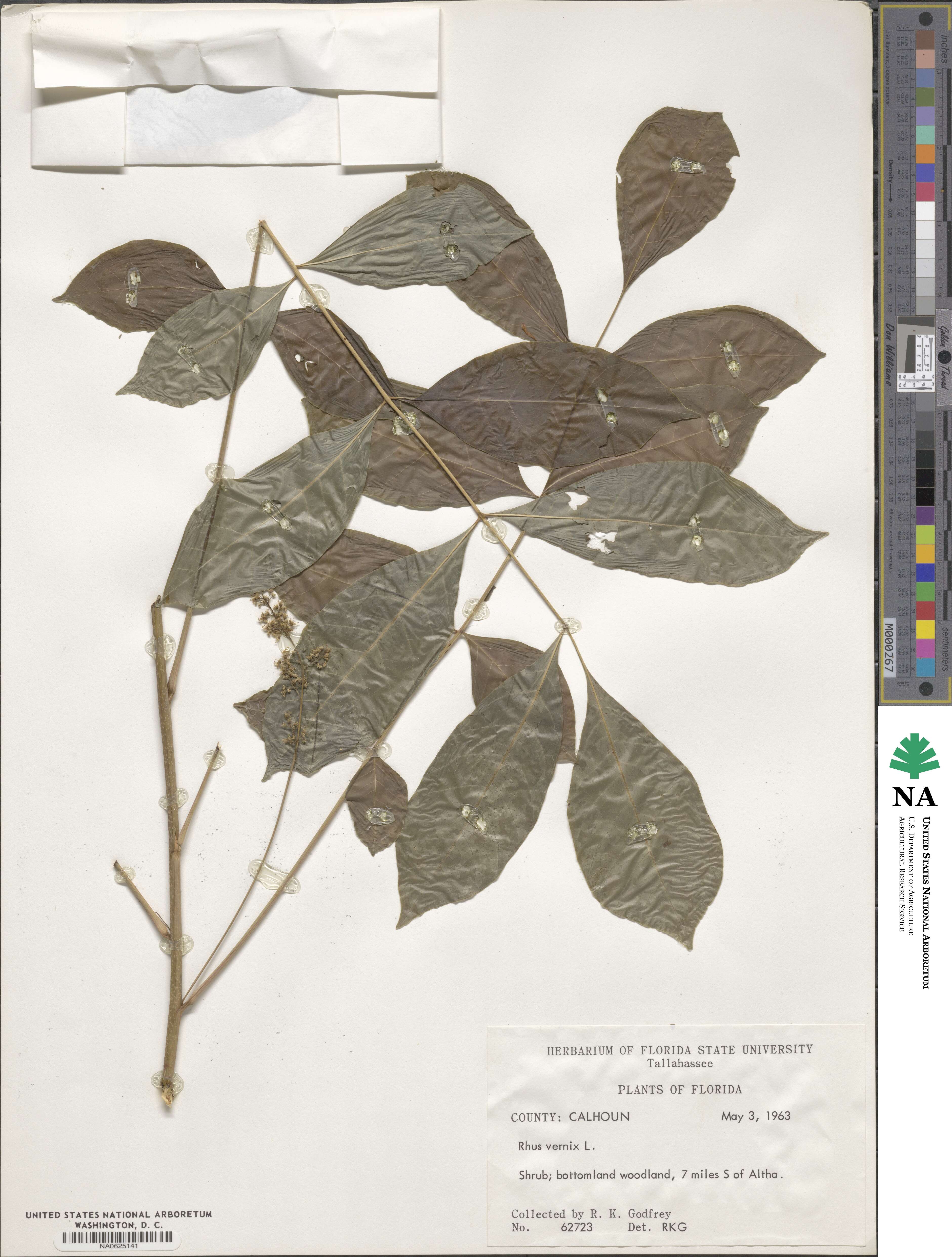 Toxicodendron radicans subsp. radicans image