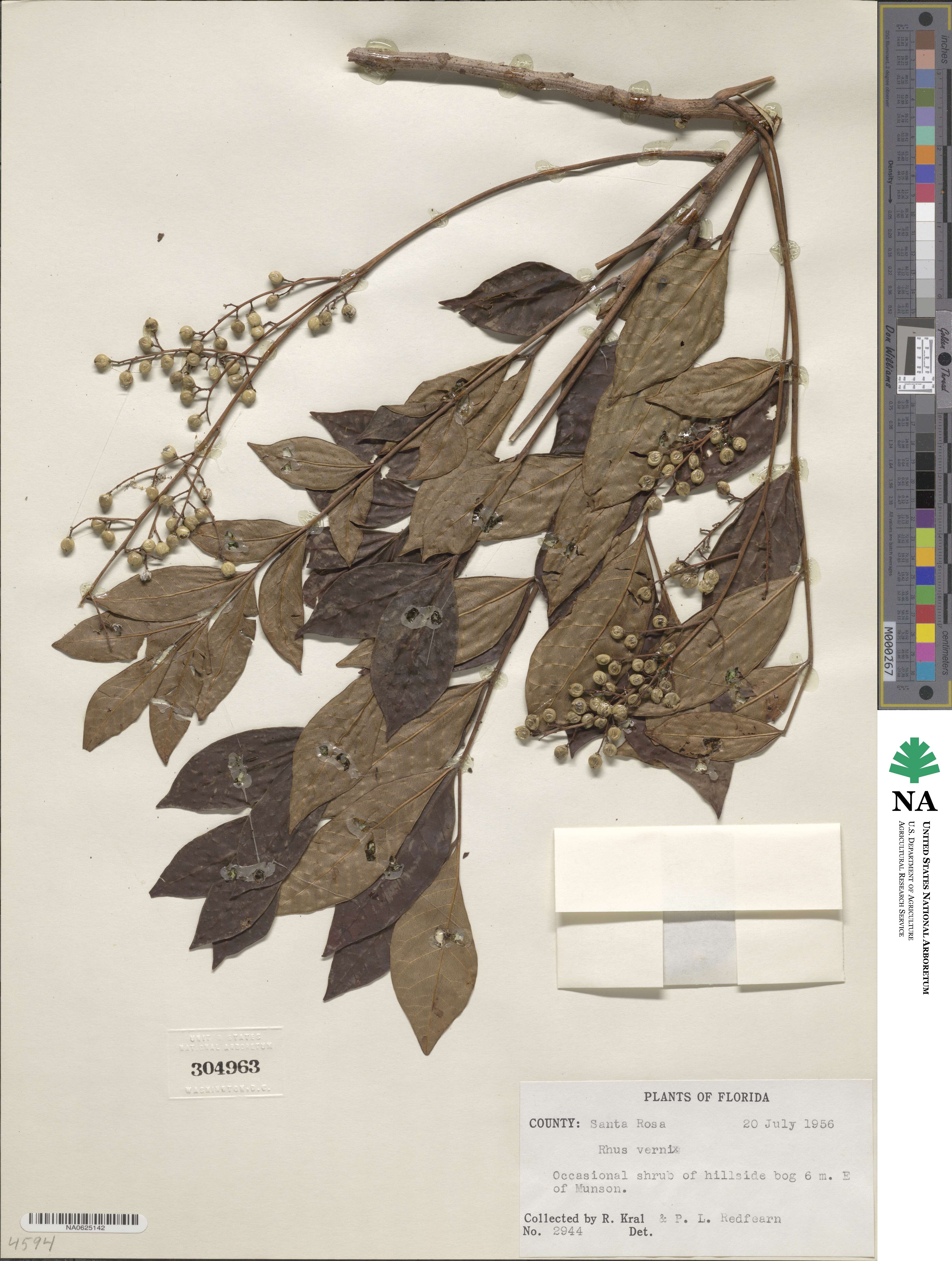 Toxicodendron radicans image