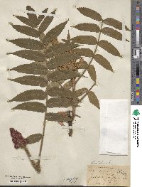 Rhus typhina image