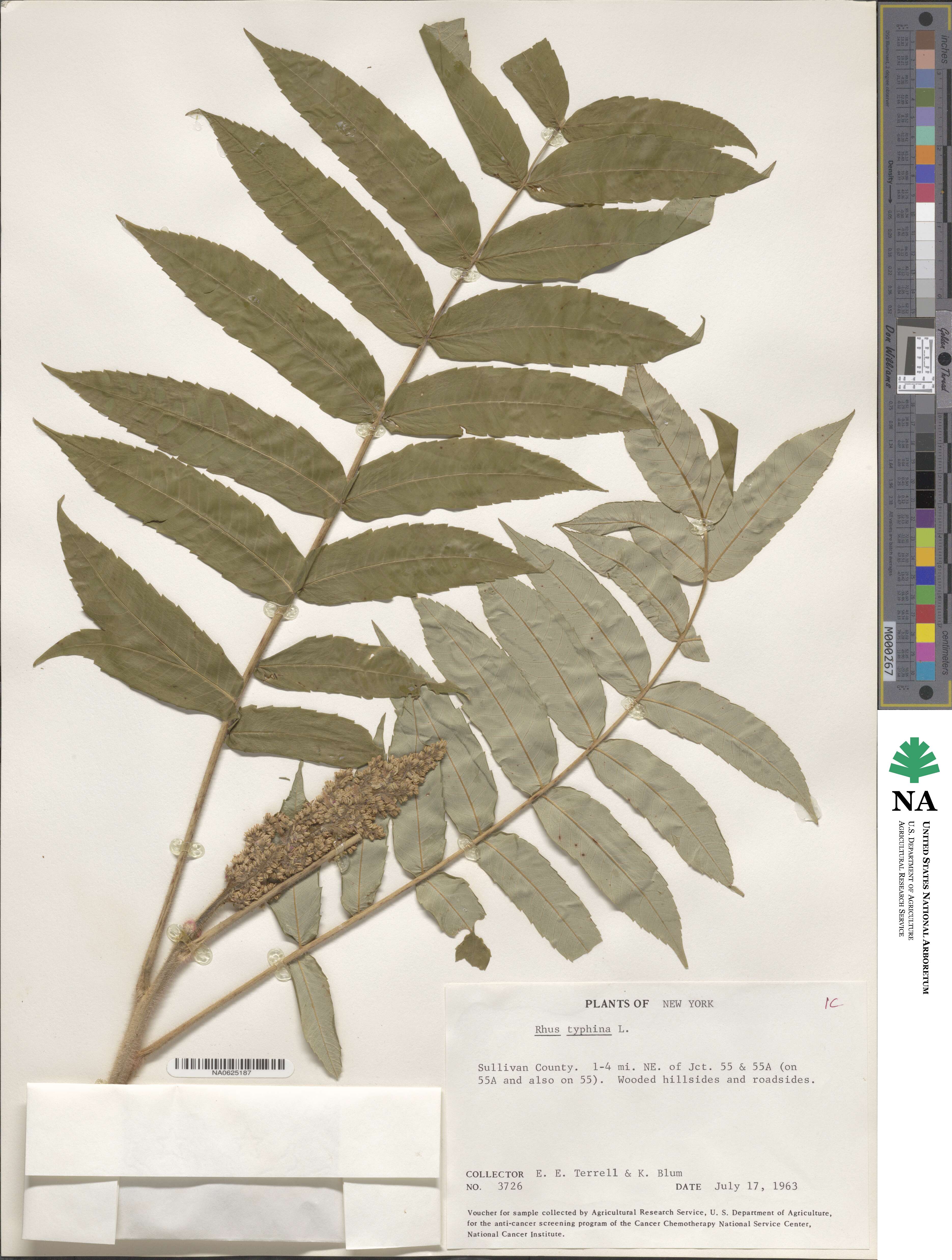 Rhus typhina image