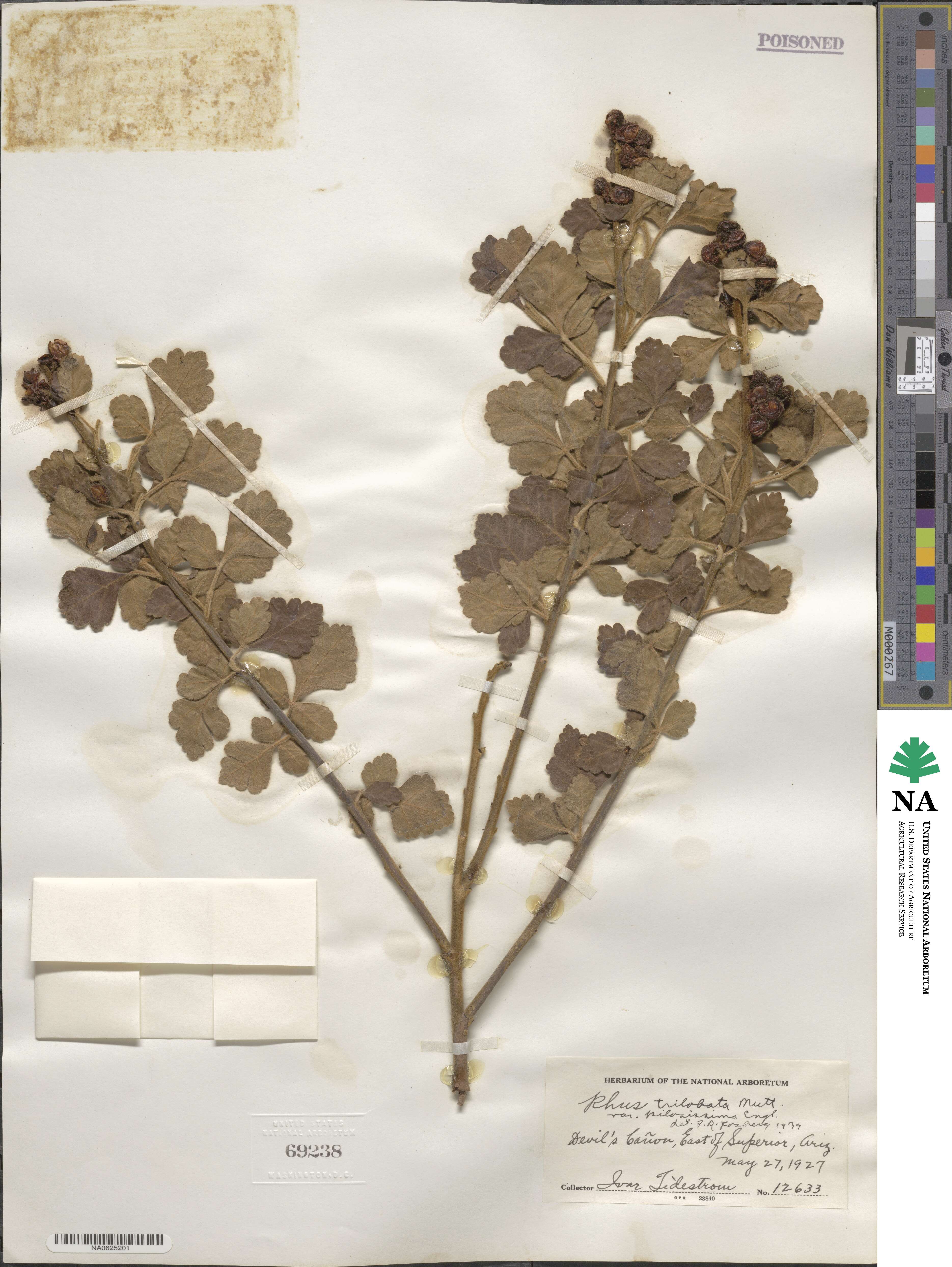 Rhus trilobata image