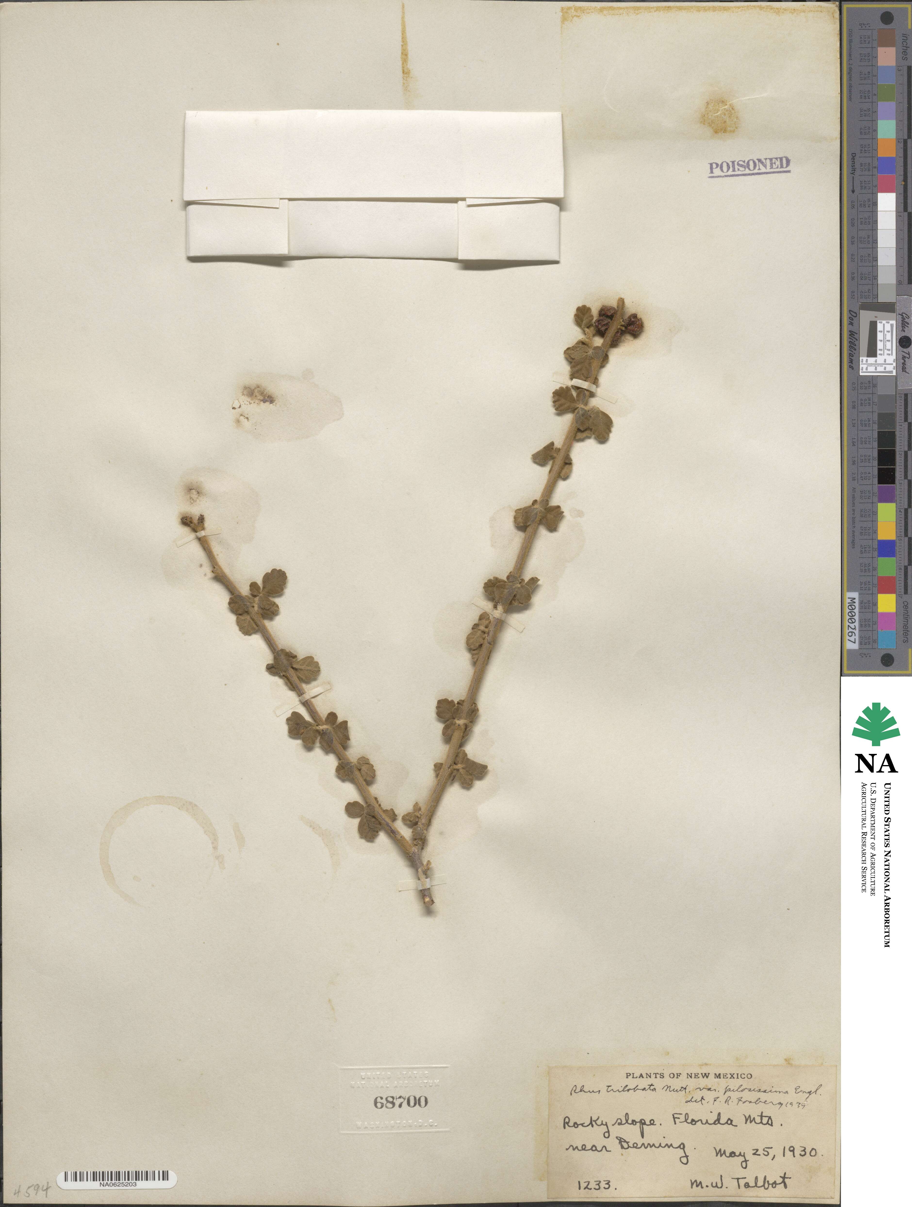 Rhus trilobata var. pilosissima image