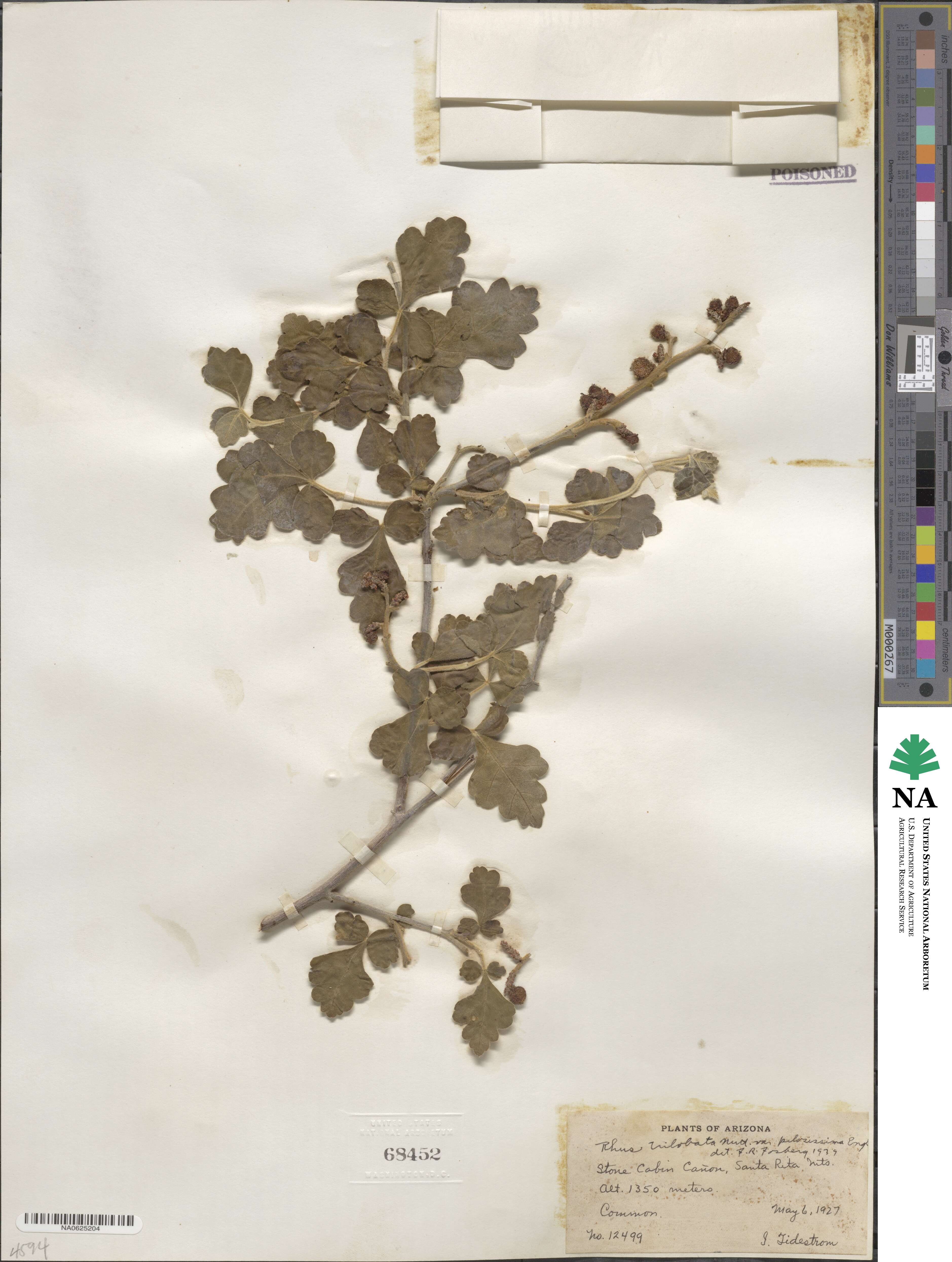 Rhus trilobata var. pilosissima image