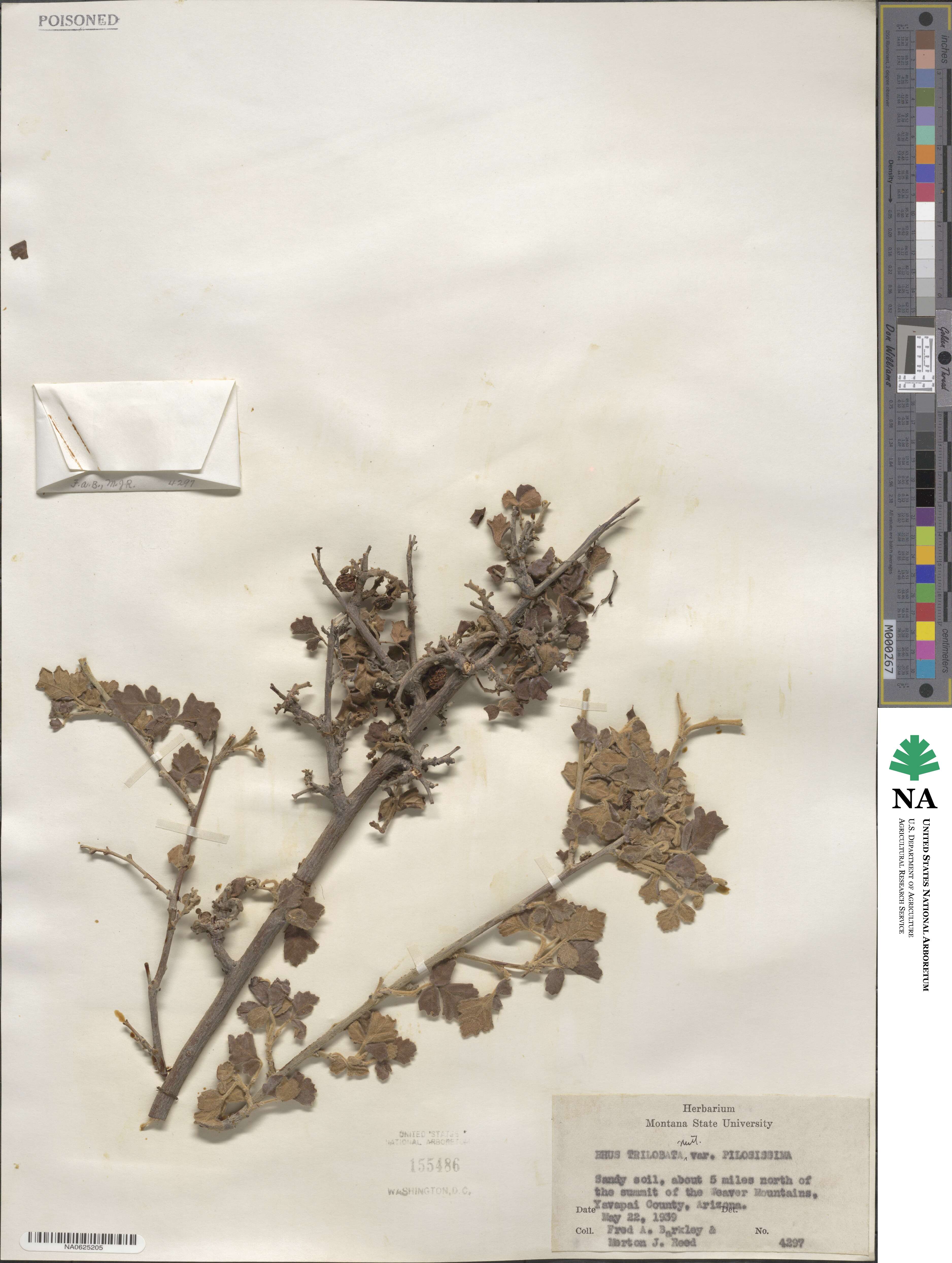 Rhus trilobata var. pilosissima image