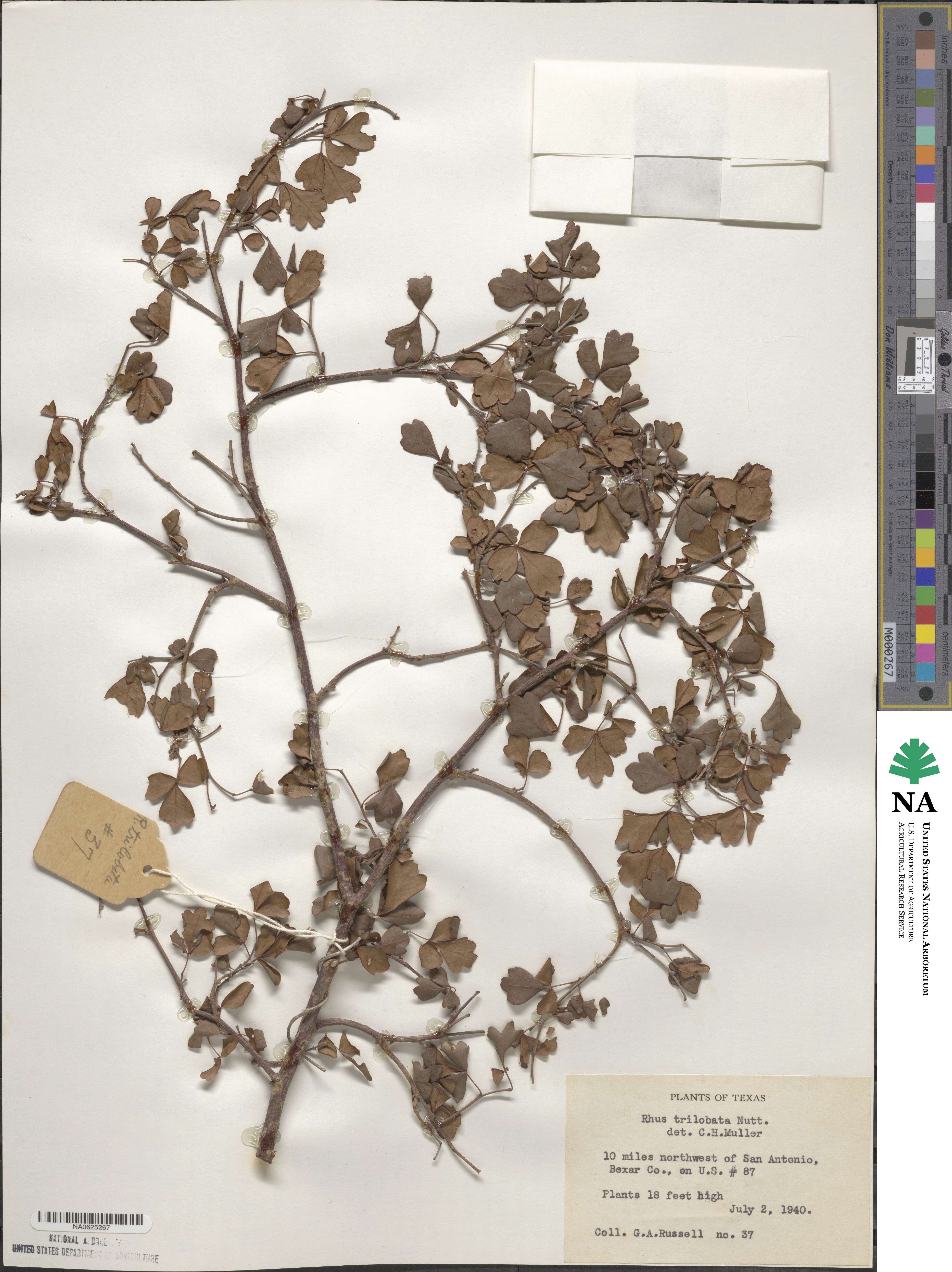 Rhus trilobata image