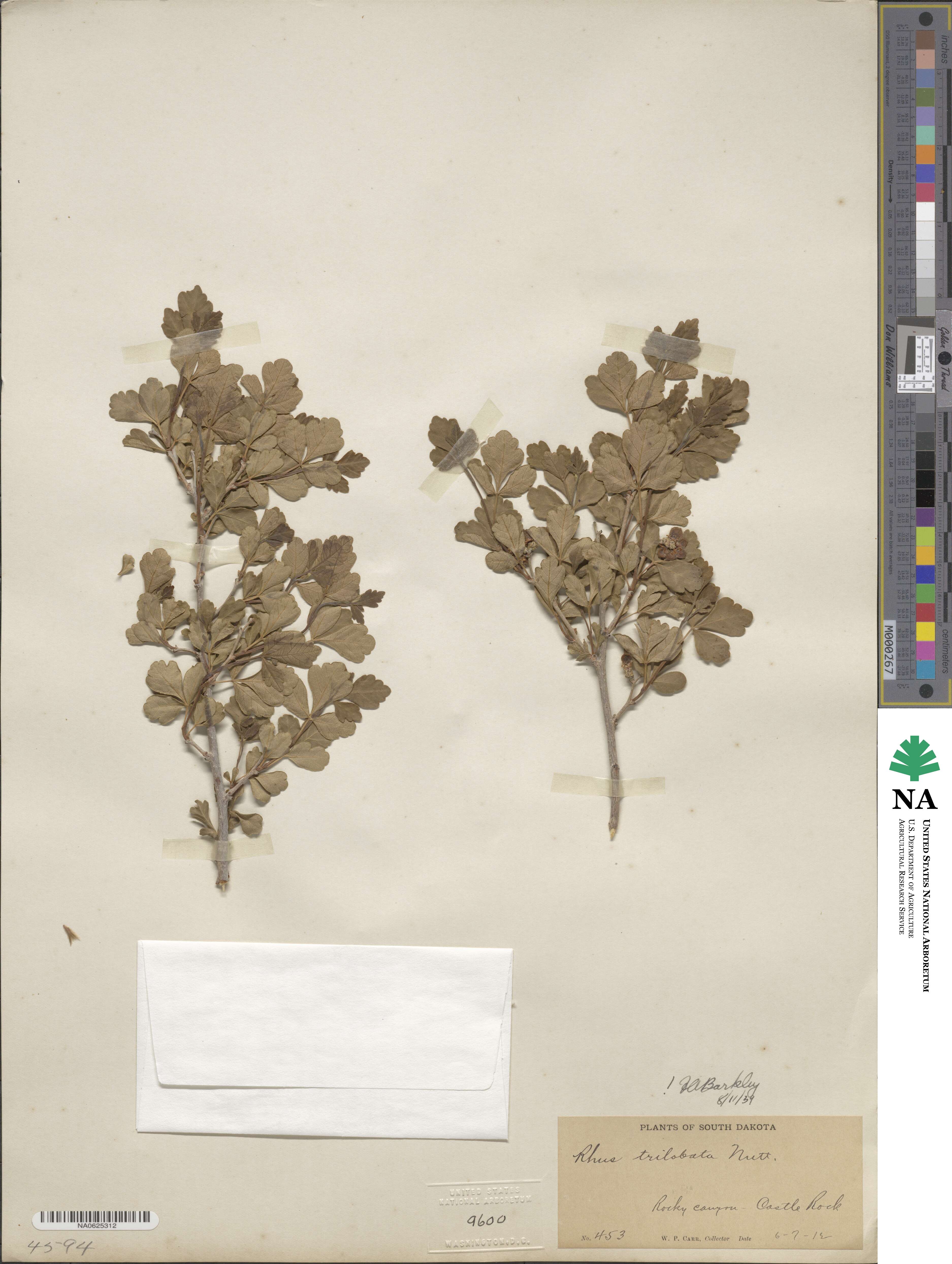 Rhus trilobata image