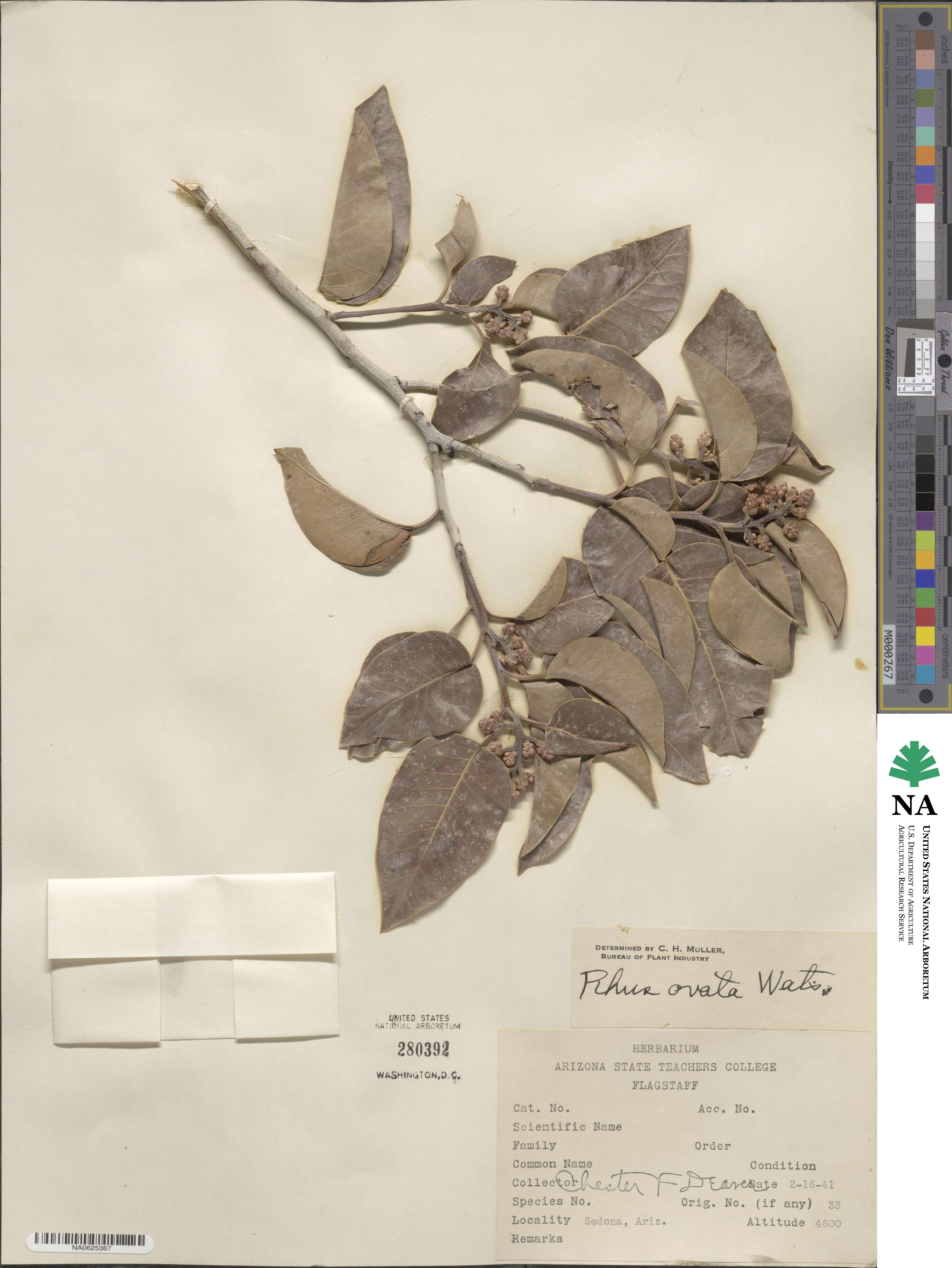 Rhus ovata image