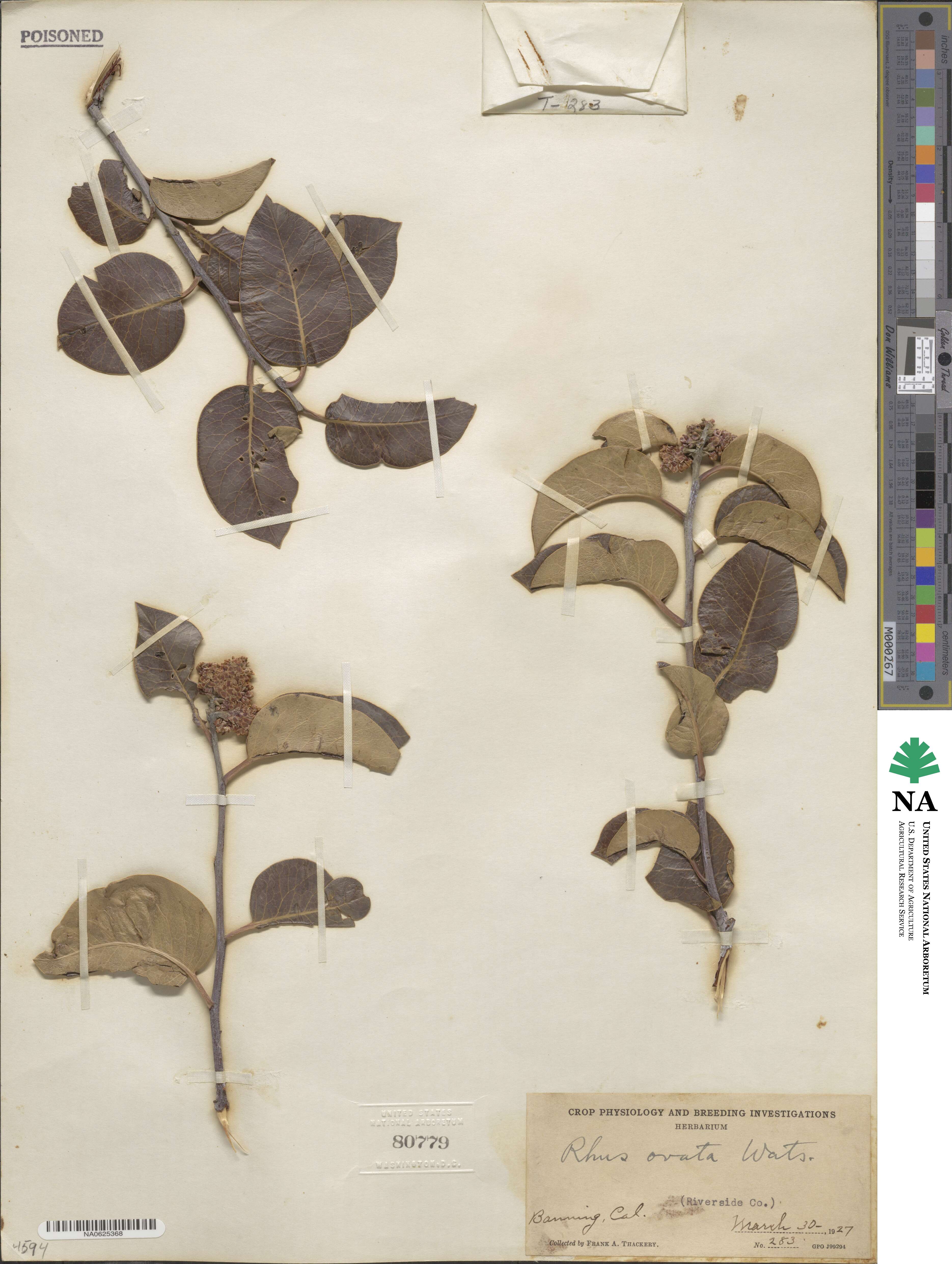 Rhus ovata image