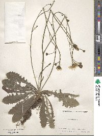 Hieracium alpinum image