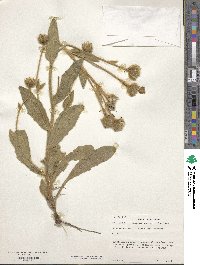 Hieracium lanatum image