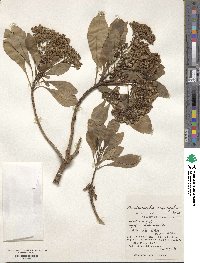 Dendrocacalia crepidifolia image