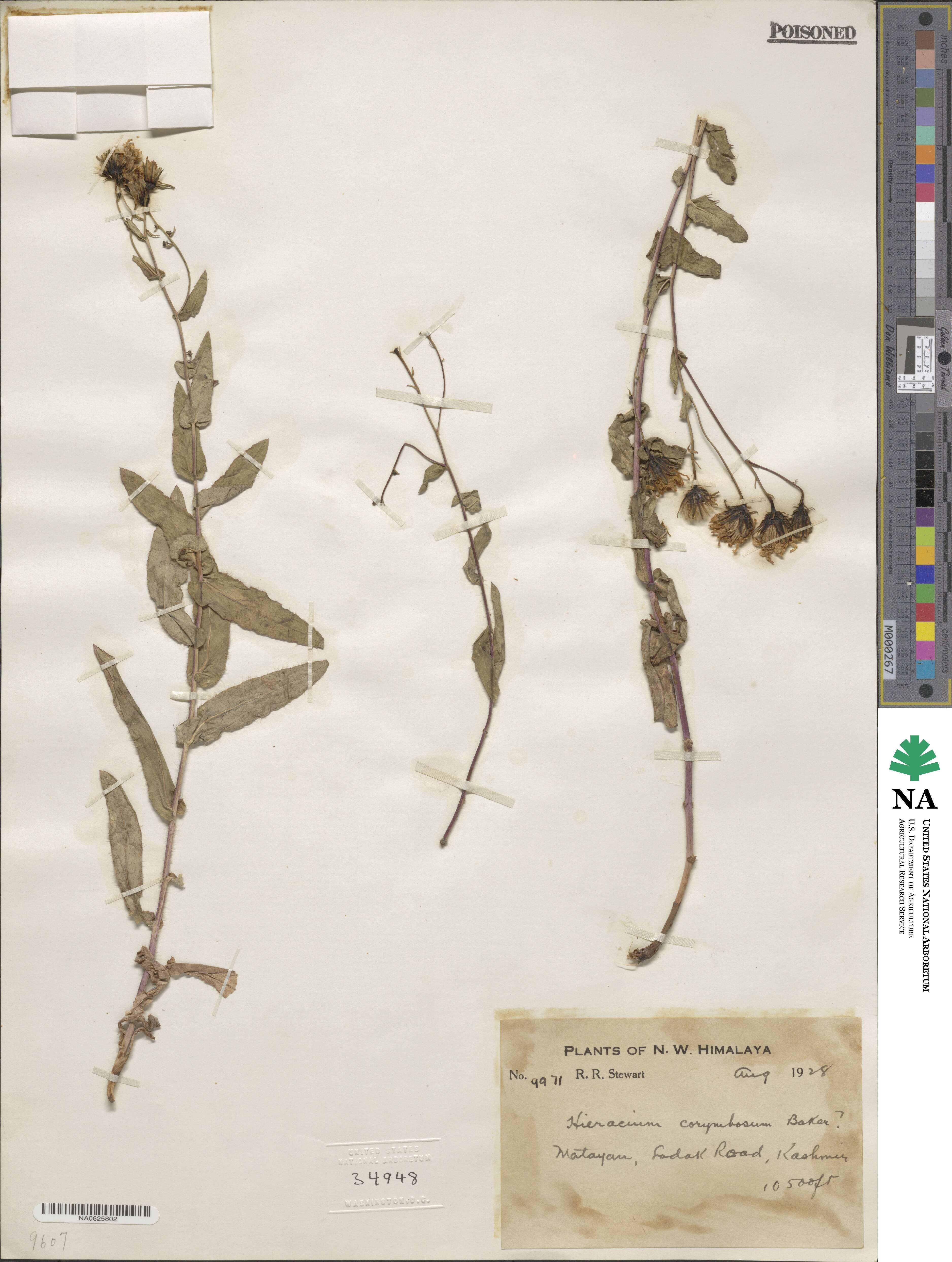Hieracium corymbosum image