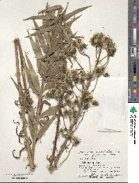 Hieracium umbellatum var. japonicum image