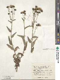 Hieracium umbellatum var. japonicum image