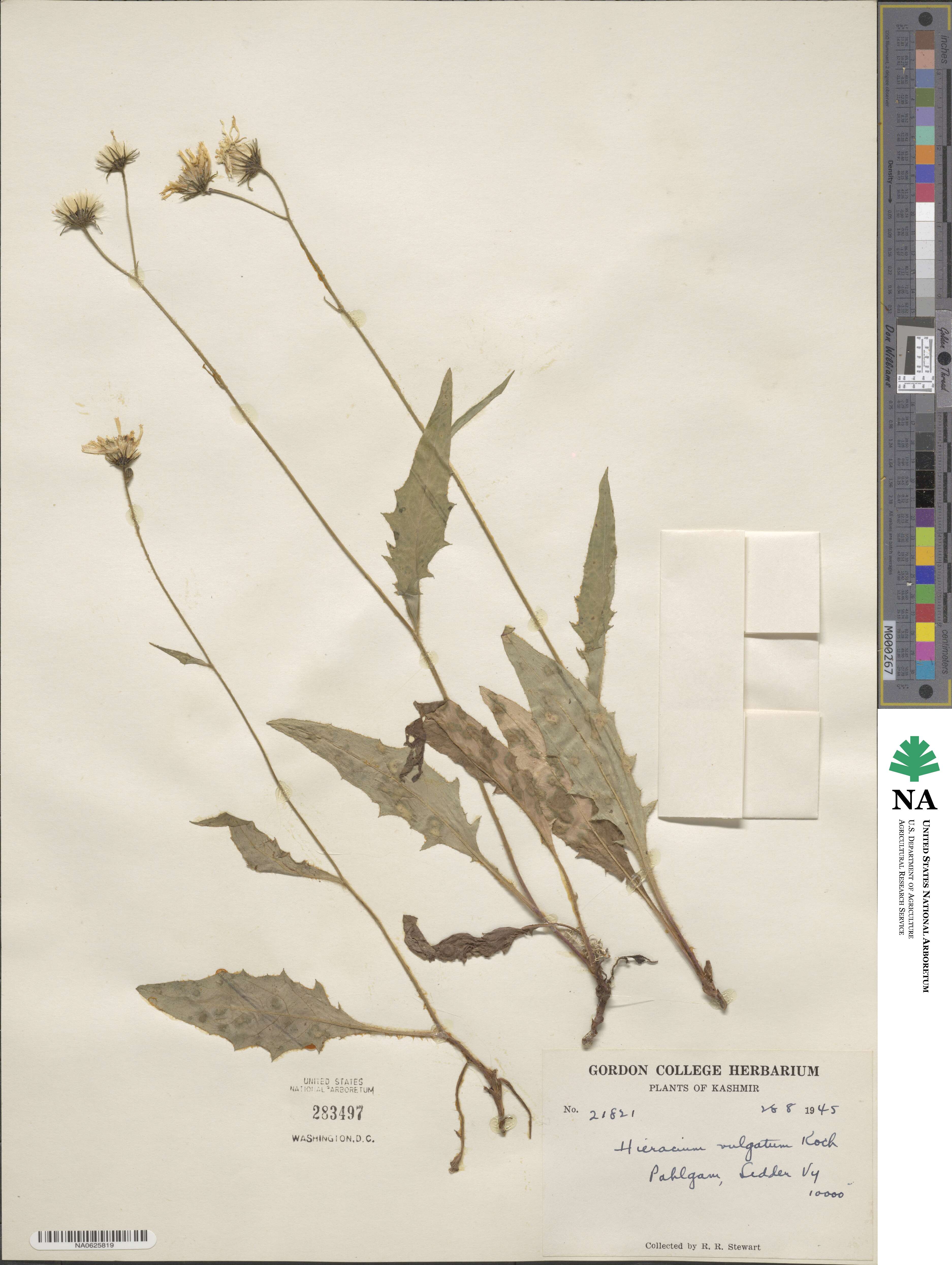 Hieracium diaphanoides subsp. faucinum image
