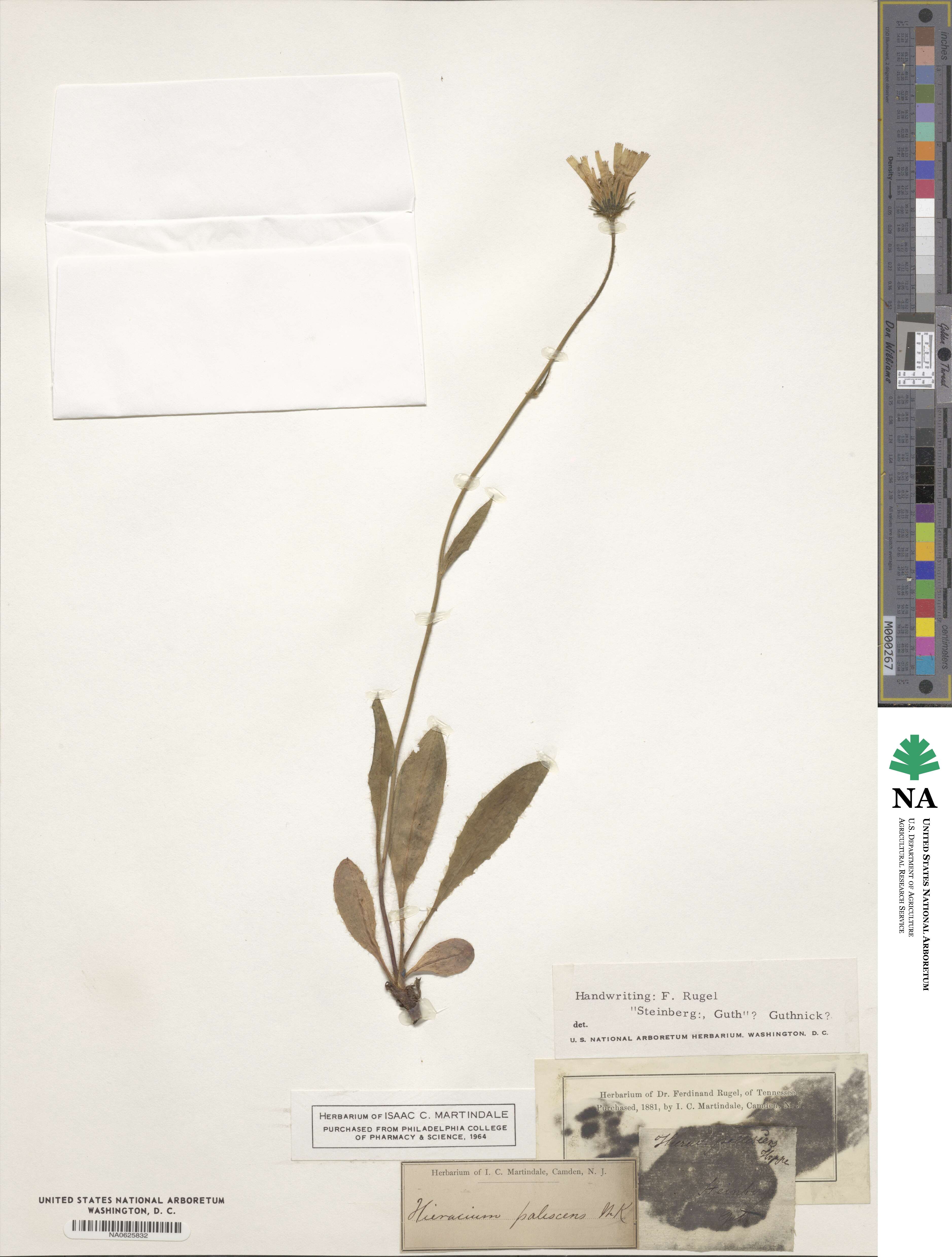 Hieracium pallescens image