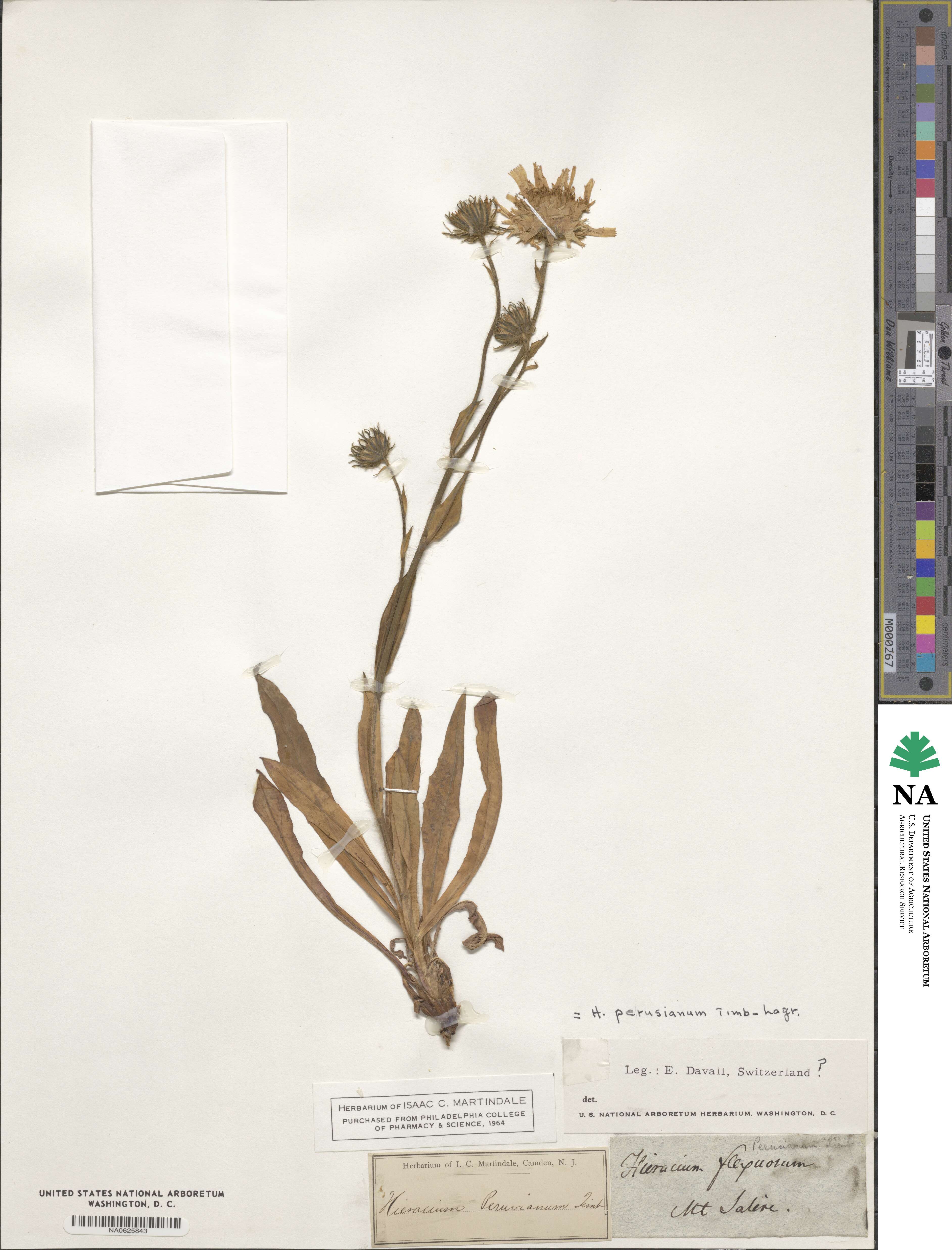 Hieracium juranum subsp. juranum image