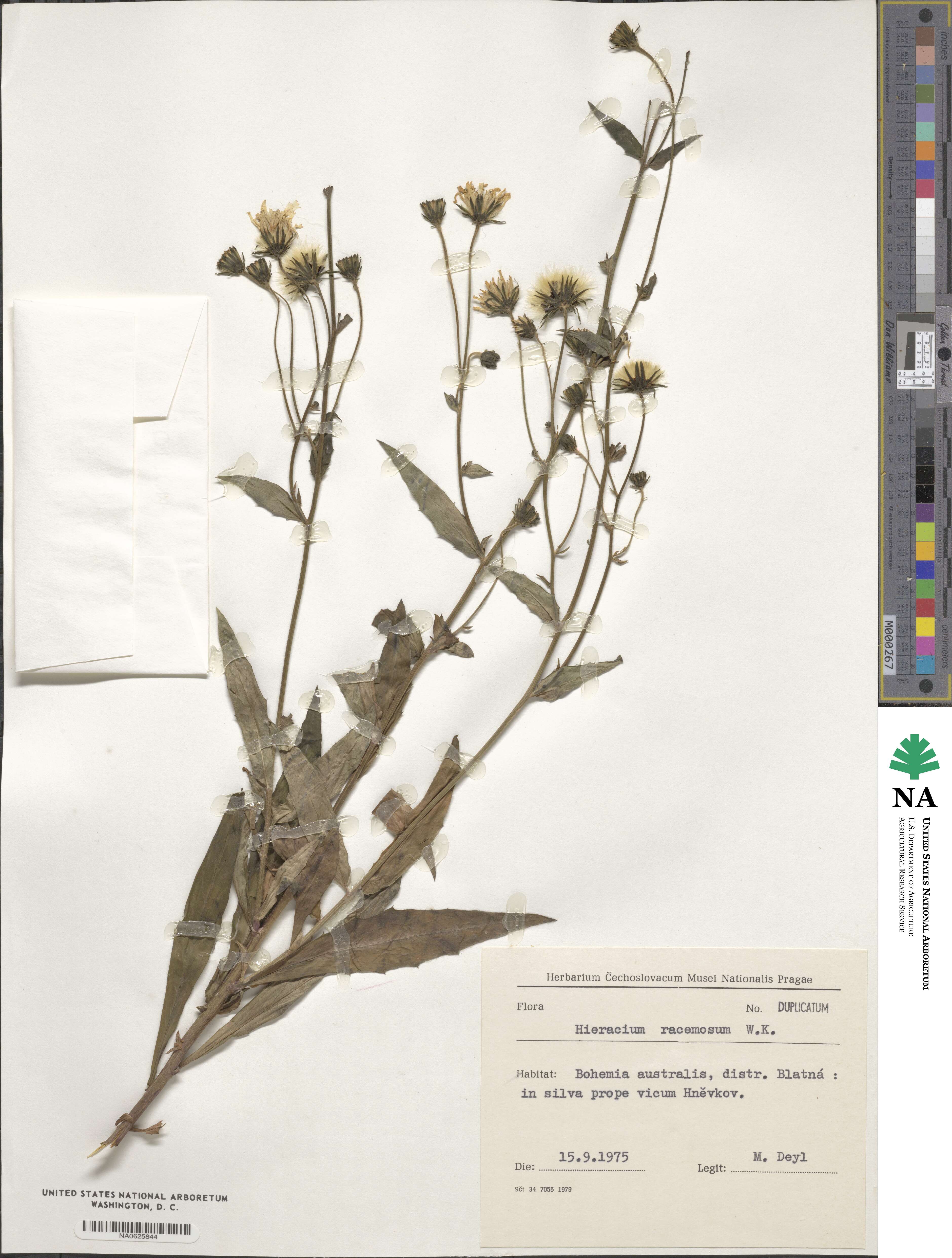 Hieracium racemosum image