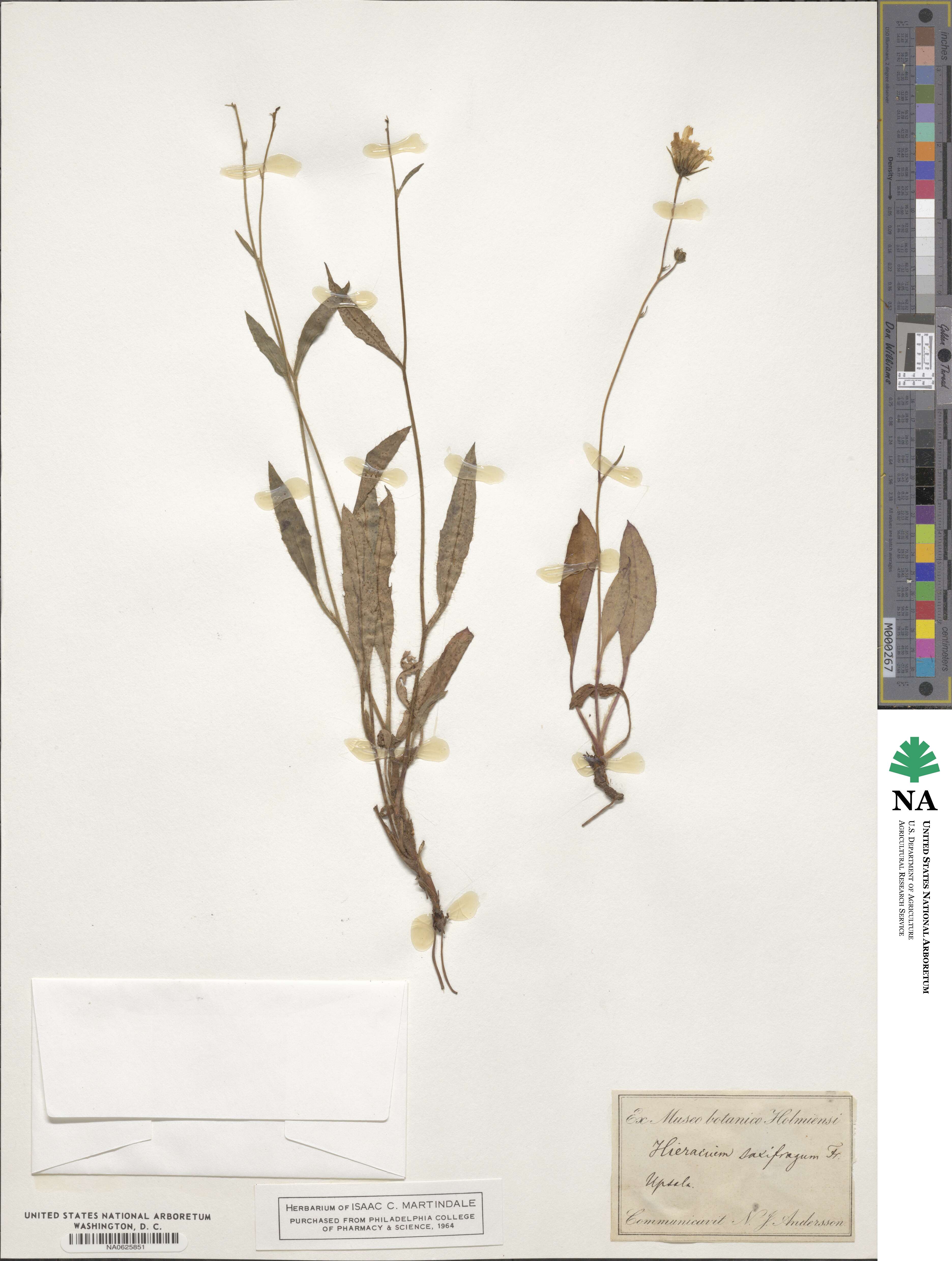 Hieracium saxifragum image