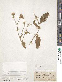 Hieracium tomentosum image