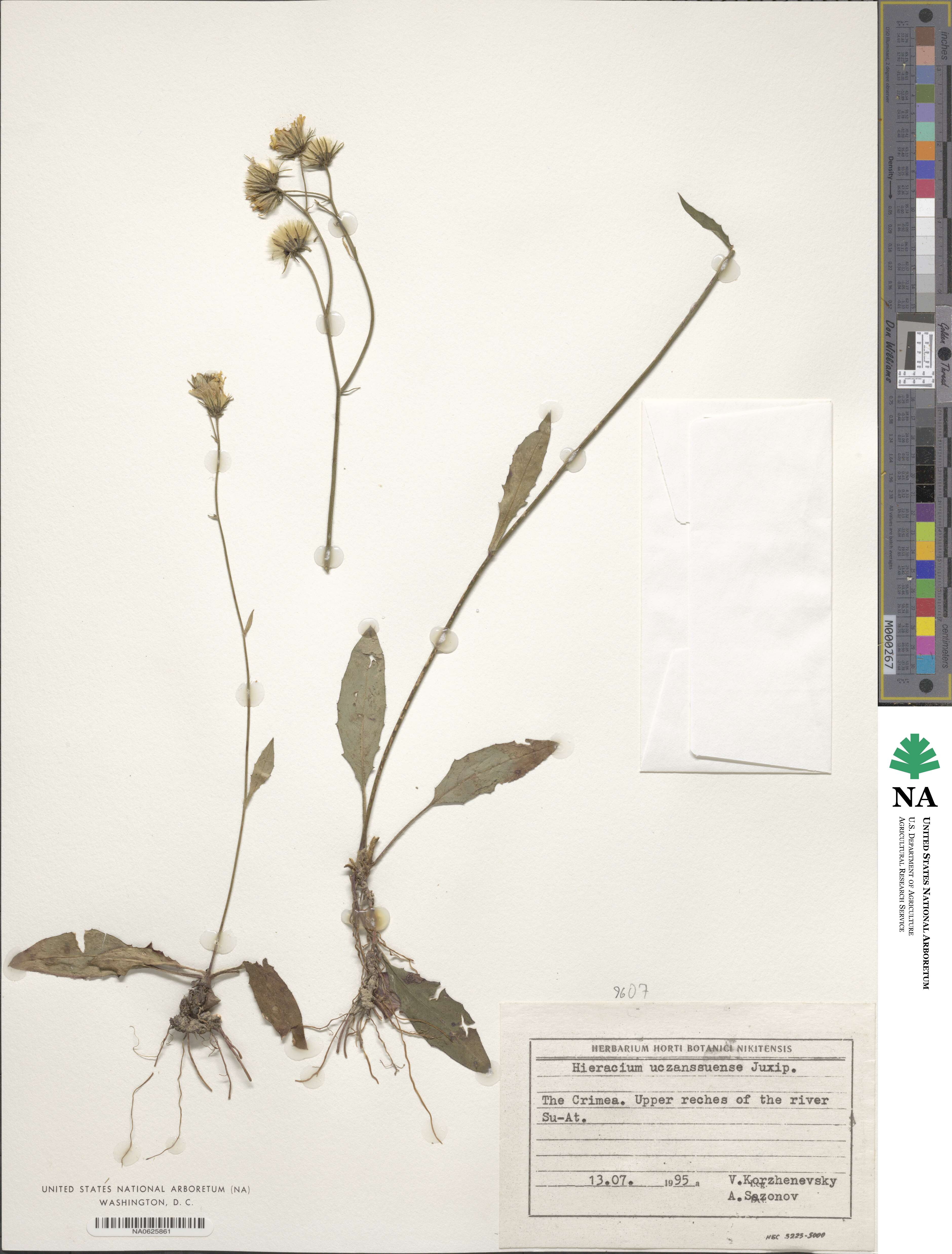 Hieracium levicaule subsp. uczanssuense image