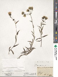 Hieracium umbellatum image