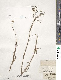 Hieracium umbellatum image