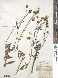 Hieracium umbellatum image