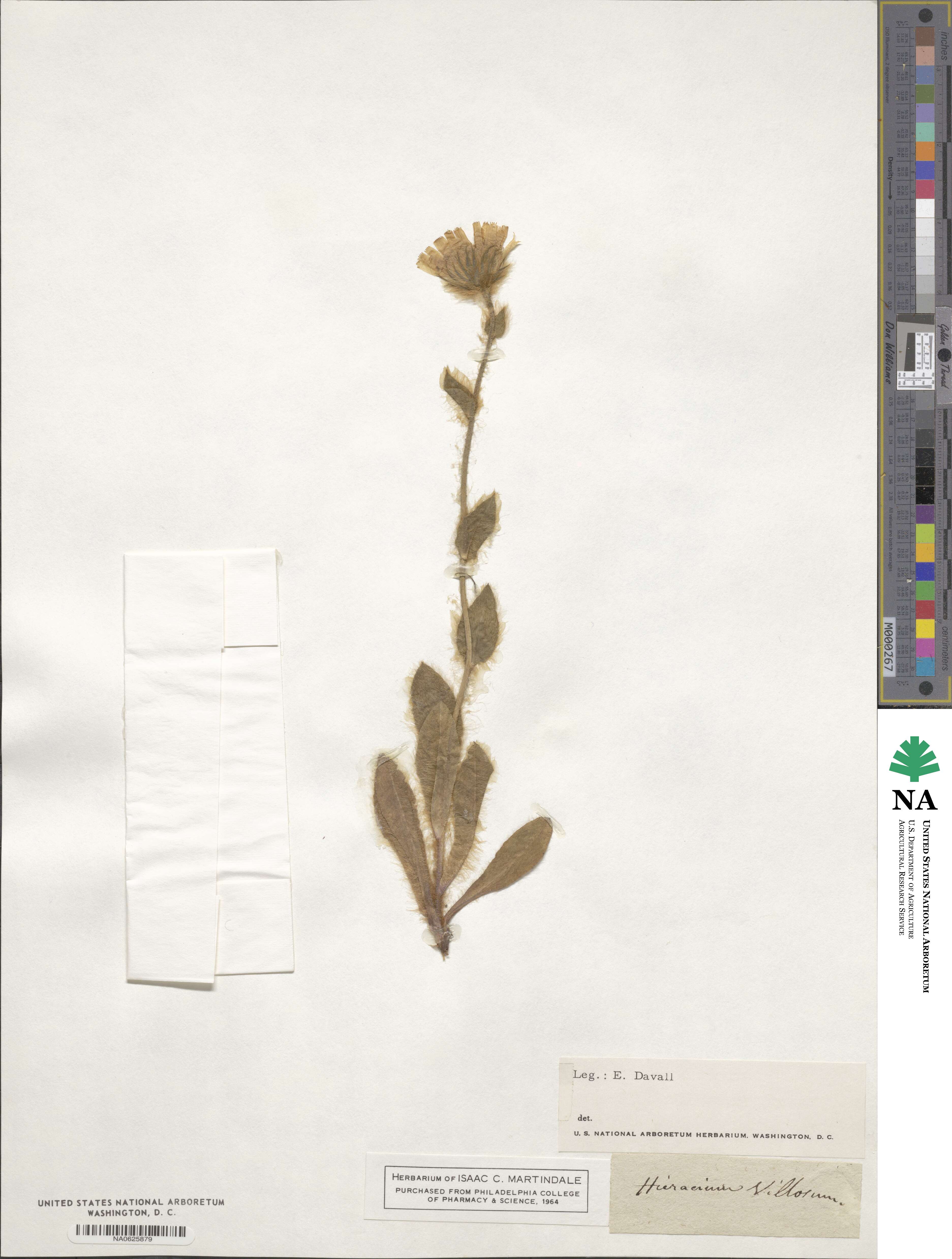 Hieracium villosum image