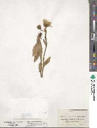 Hieracium villosum image