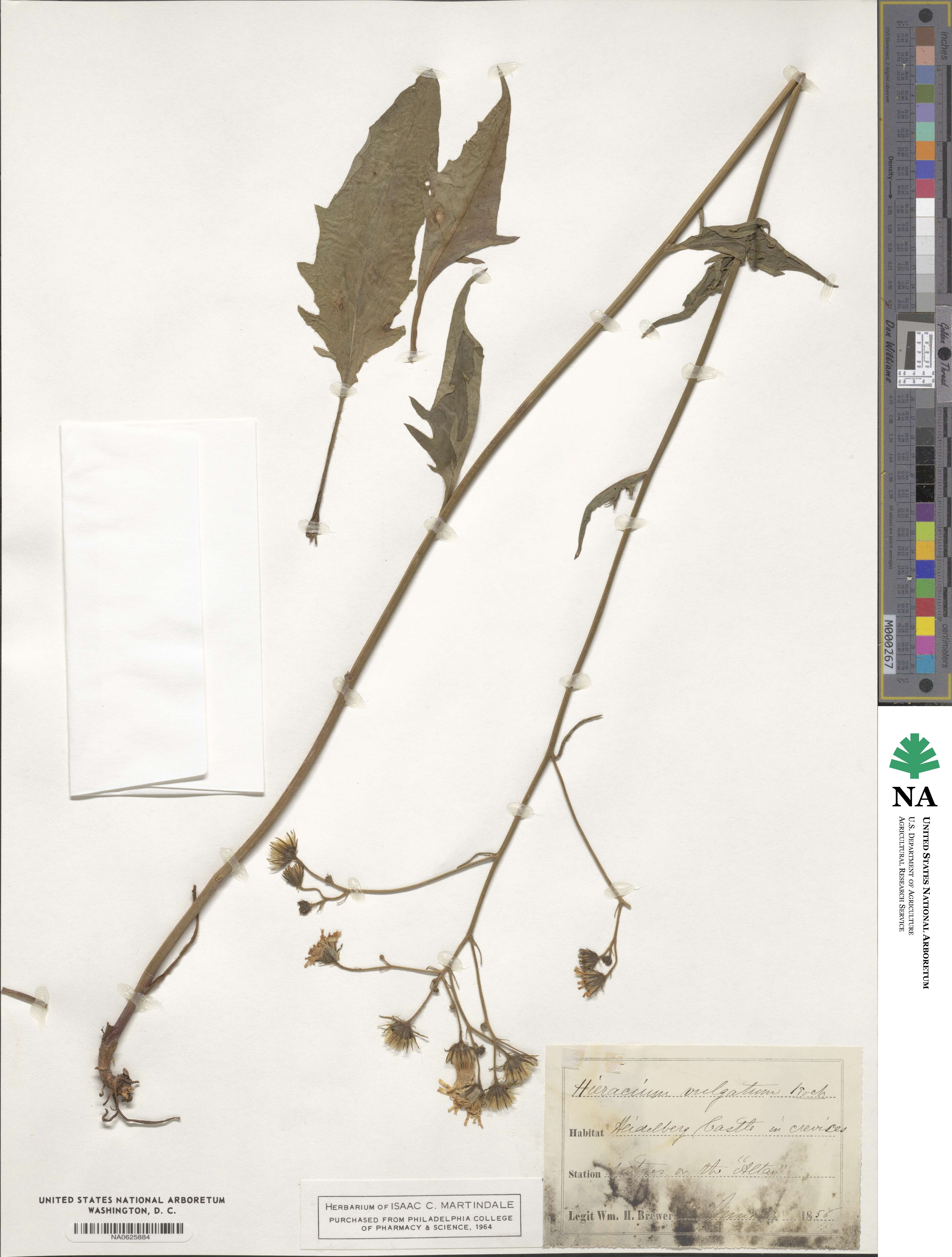 Hieracium diaphanoides subsp. faucinum image
