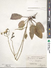 Hieracium murorum image