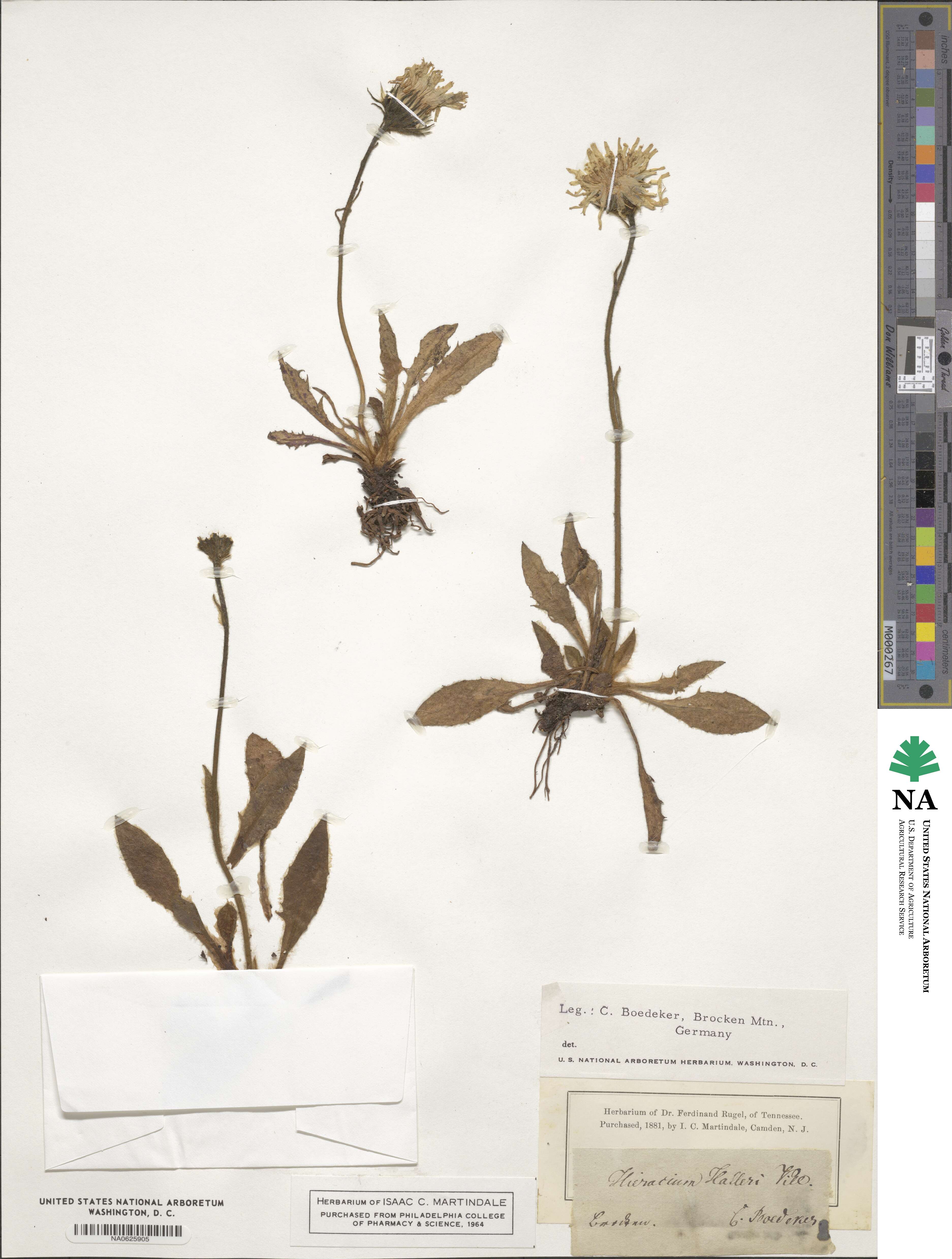 Hieracium alpinum subsp. halleri image