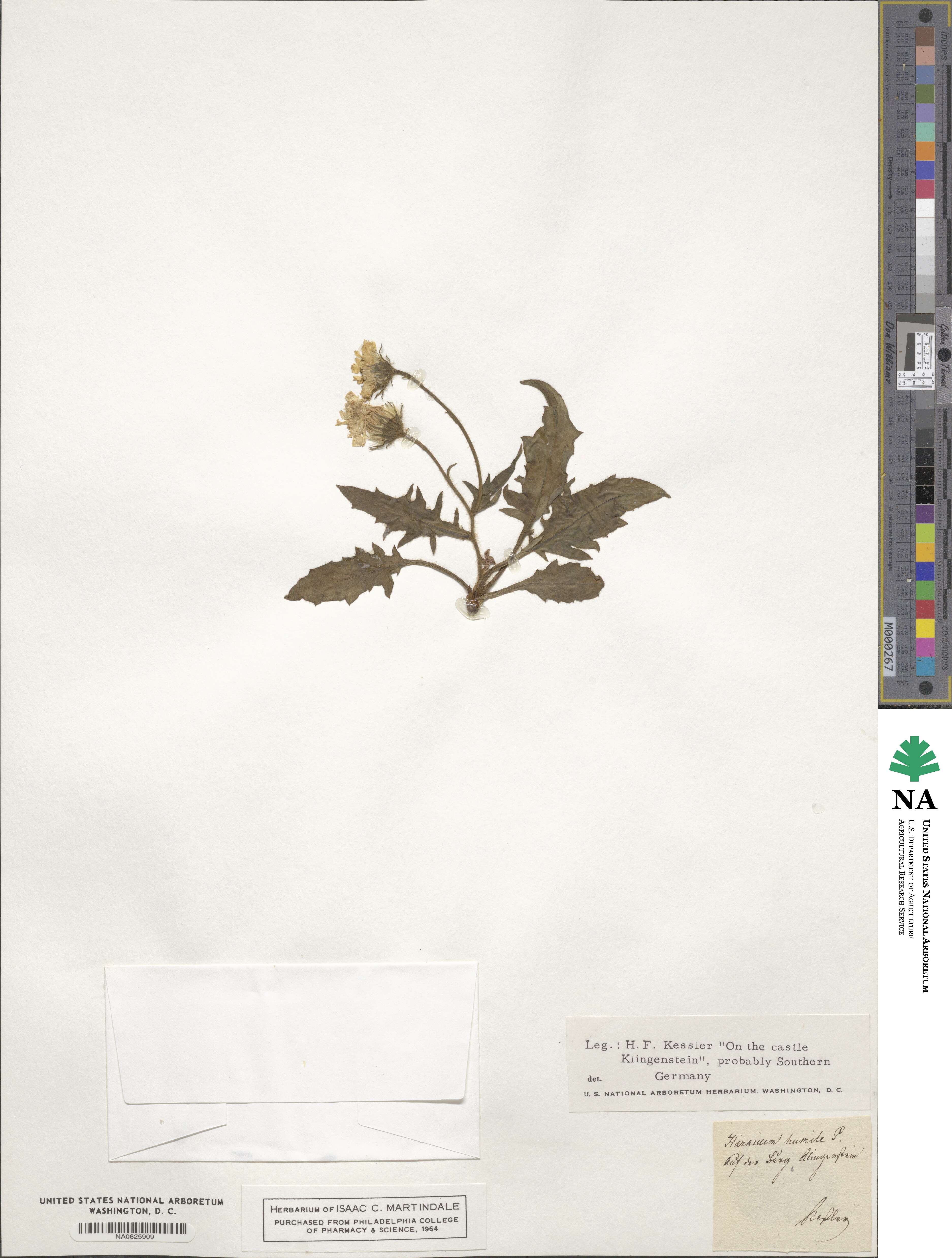 Hieracium humile image
