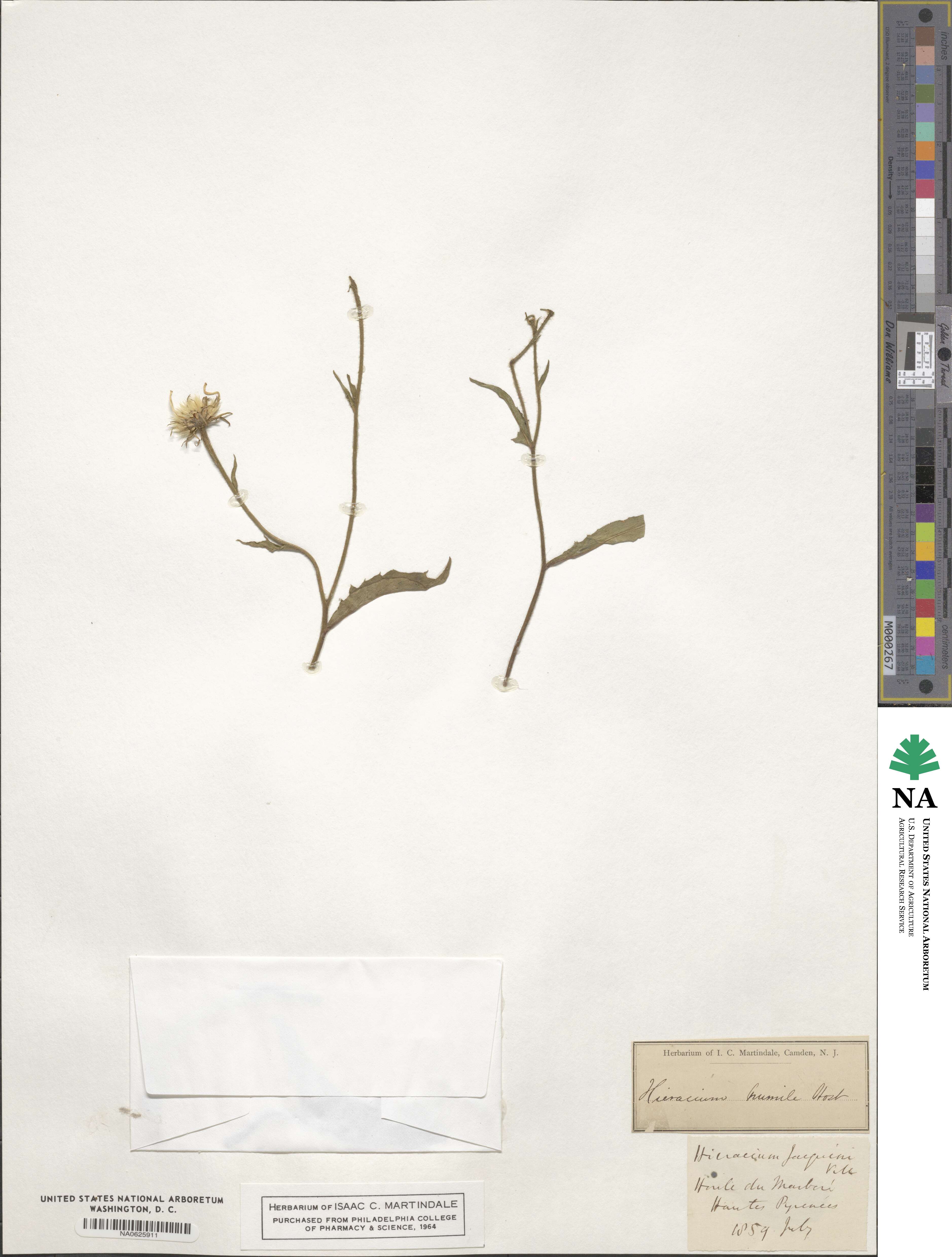 Hieracium humile image