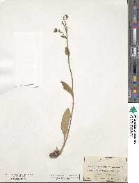 Hieracium amplexicaule image