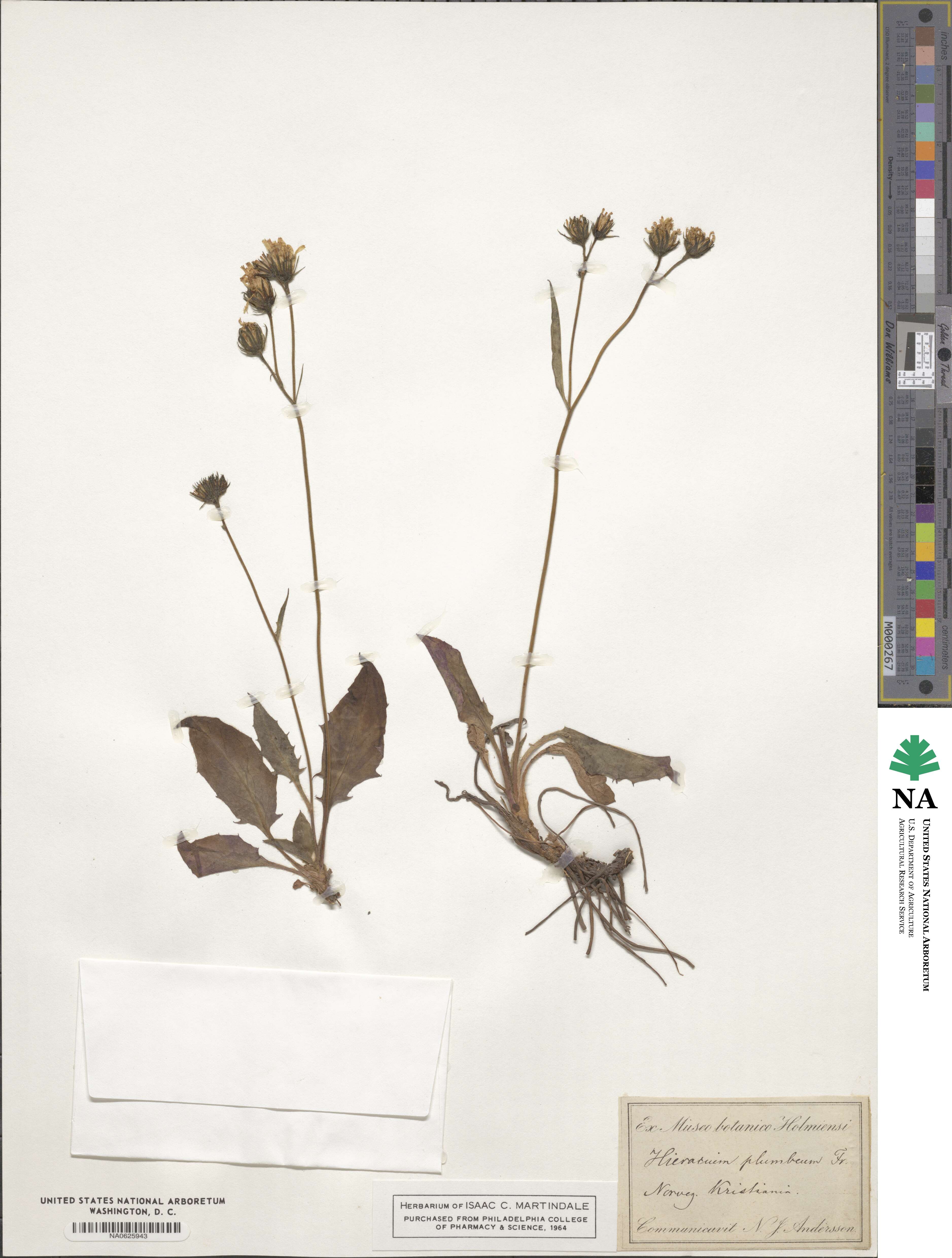 Hieracium plumbeum image