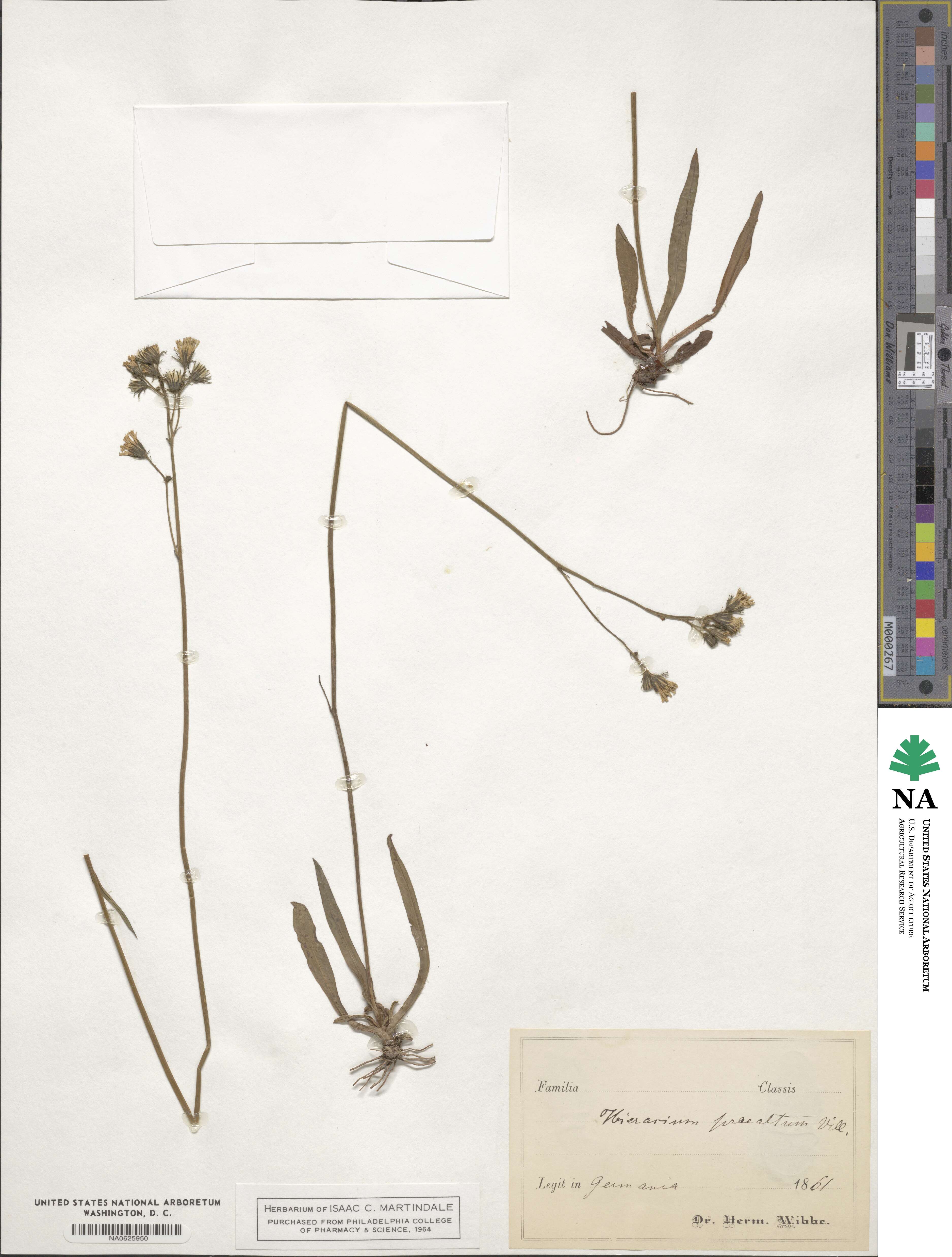 Pilosella piloselloides subsp. praealta image