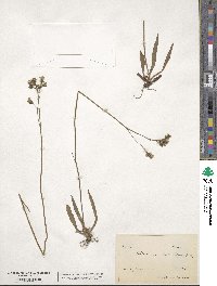 Pilosella piloselloides subsp. praealta image