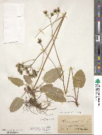 Hieracium murorum image