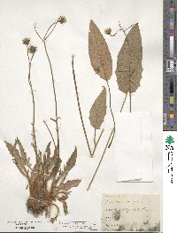 Hieracium murorum image