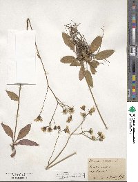 Hieracium murorum image