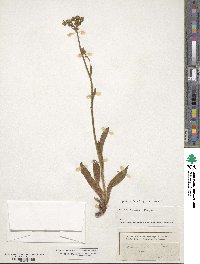 Pilosella echioides subsp. echioides image