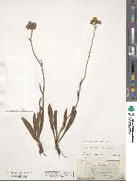 Pilosella echioides subsp. echioides image