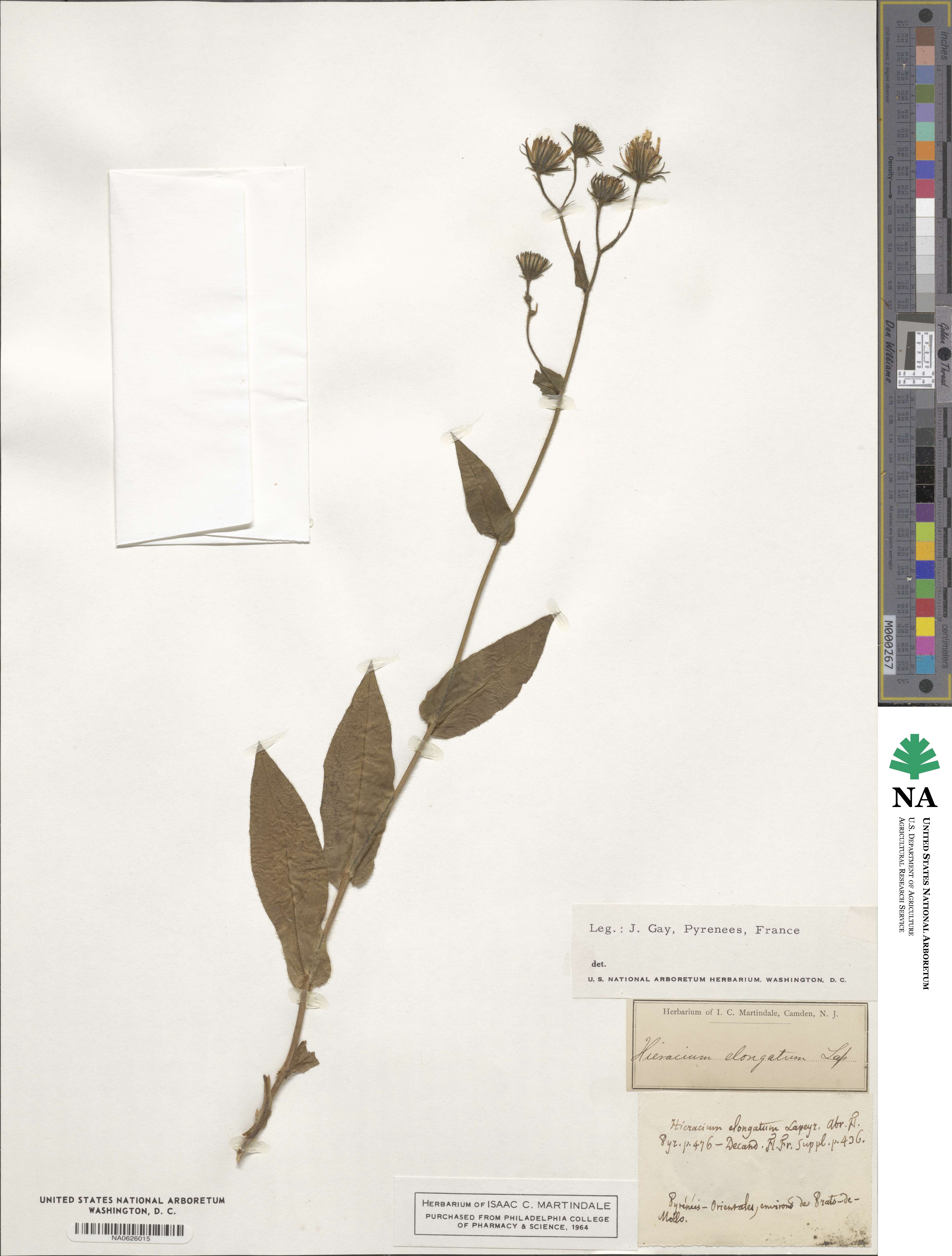 Hieracium elongatum image