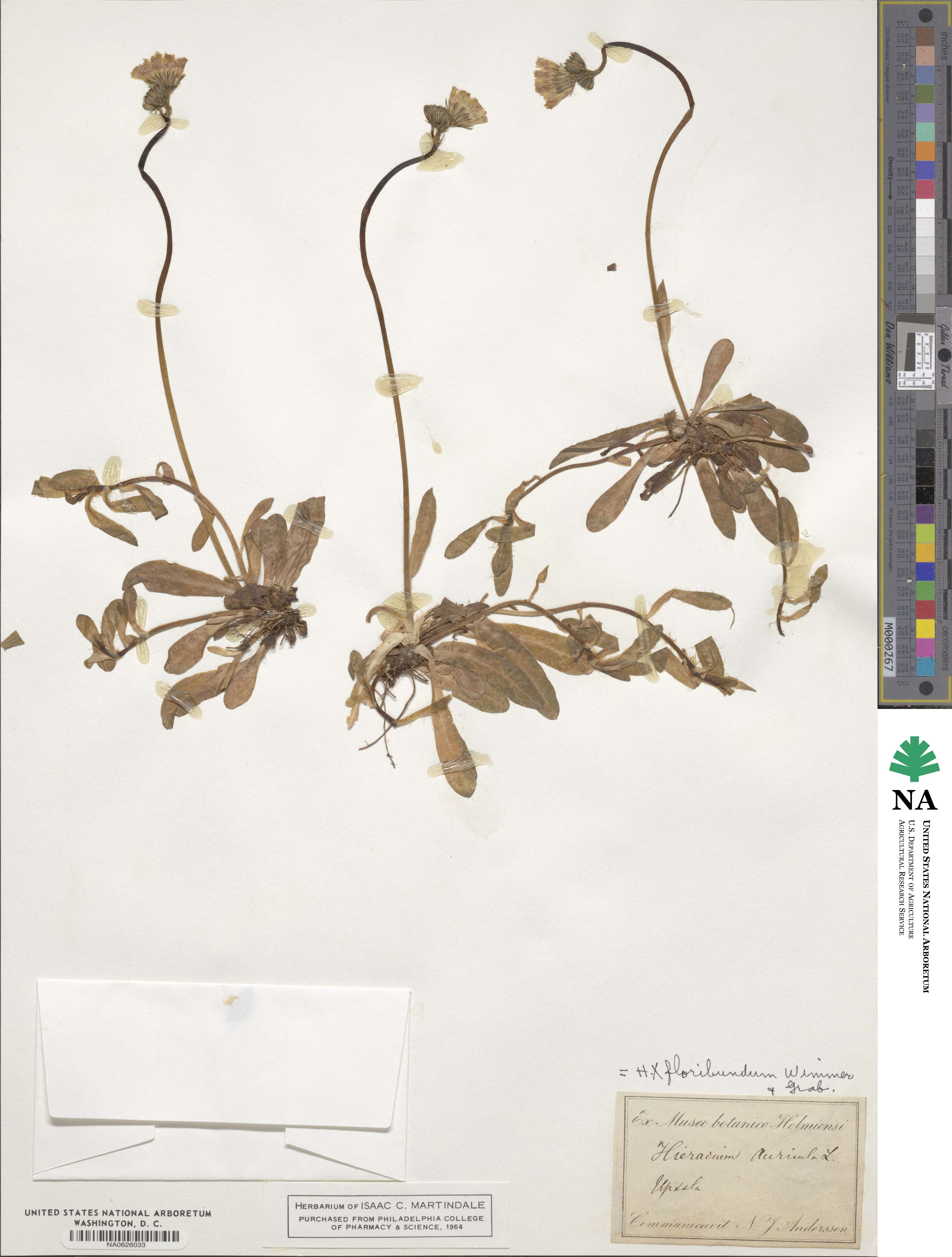 Pilosella floribunda image