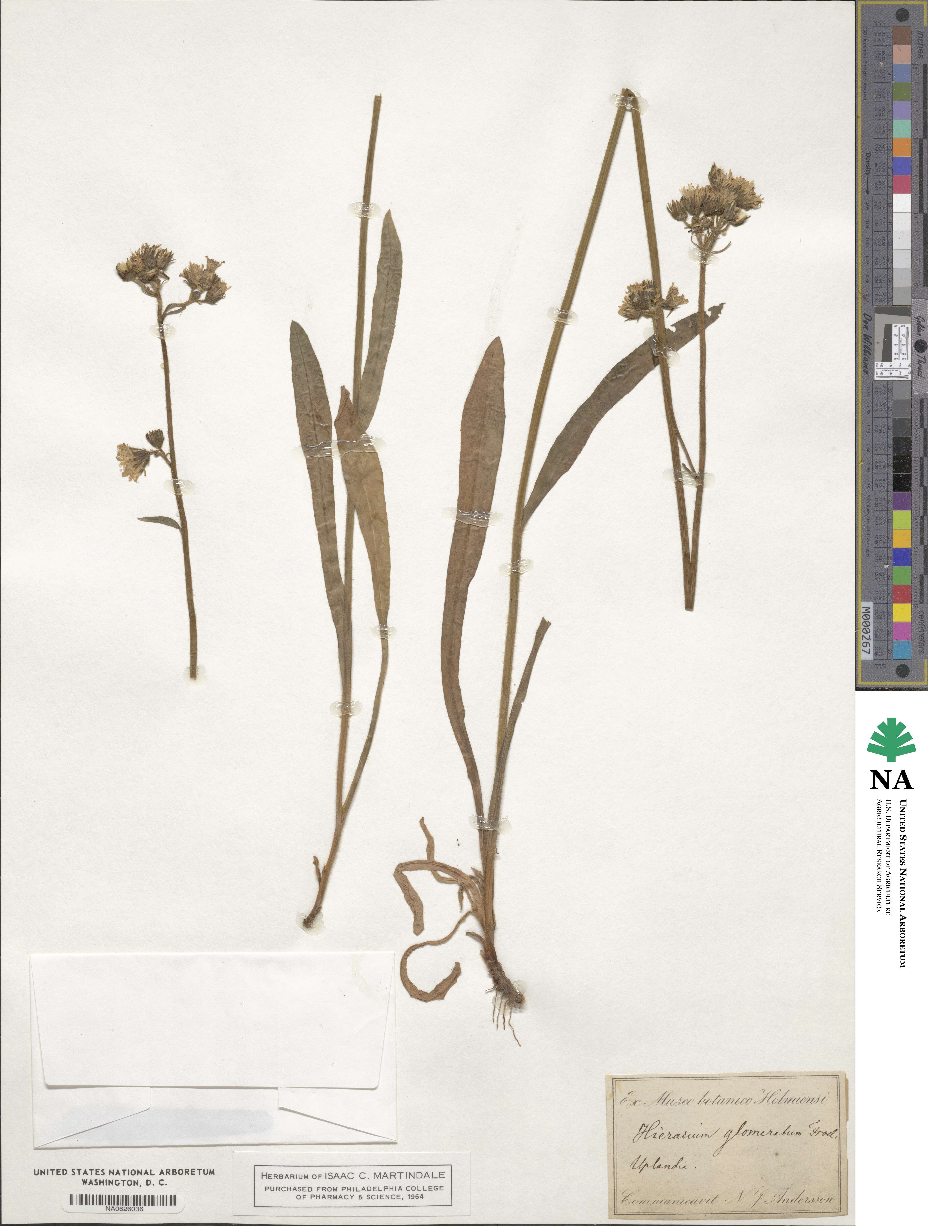 Pilosella floribunda image