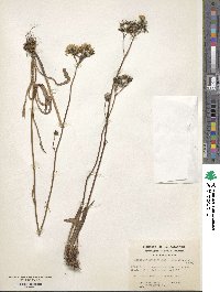 Hieracium antarcticum image