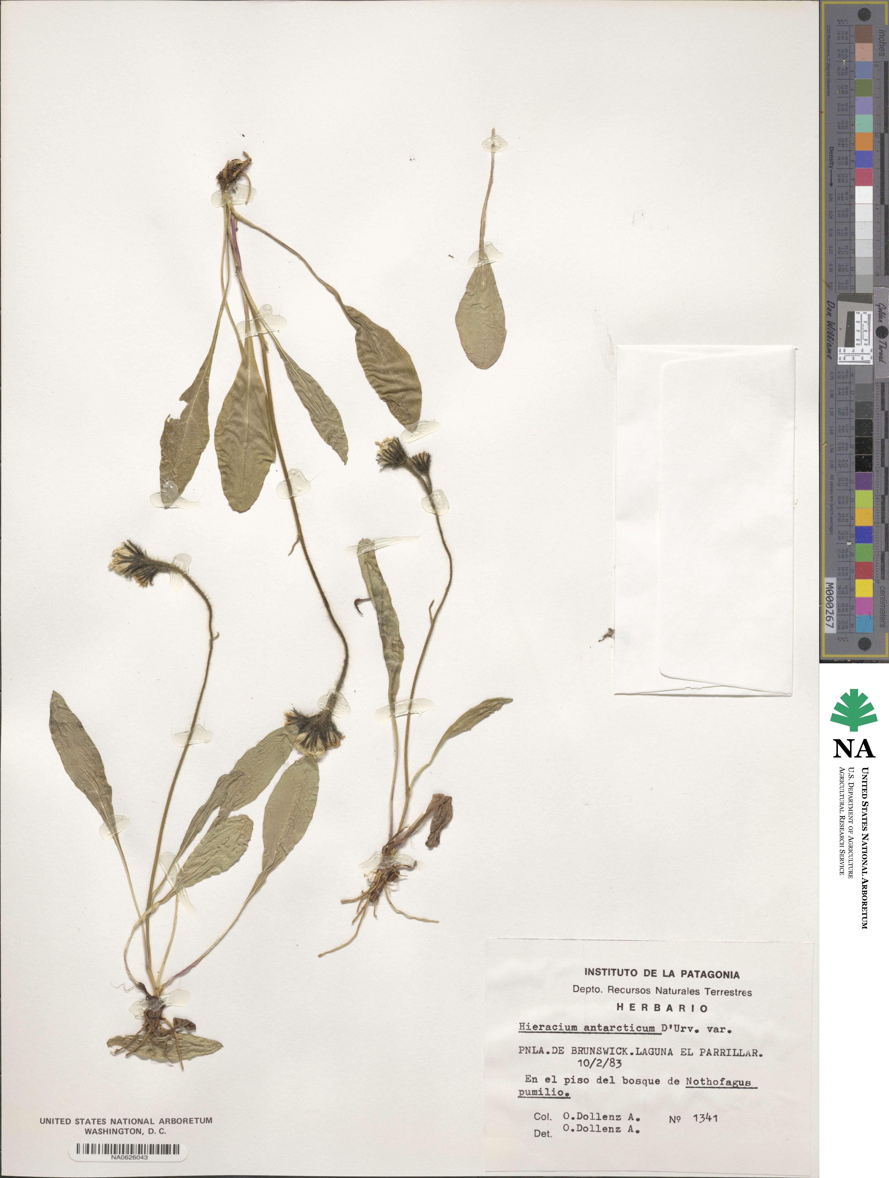 Hieracium antarcticum image